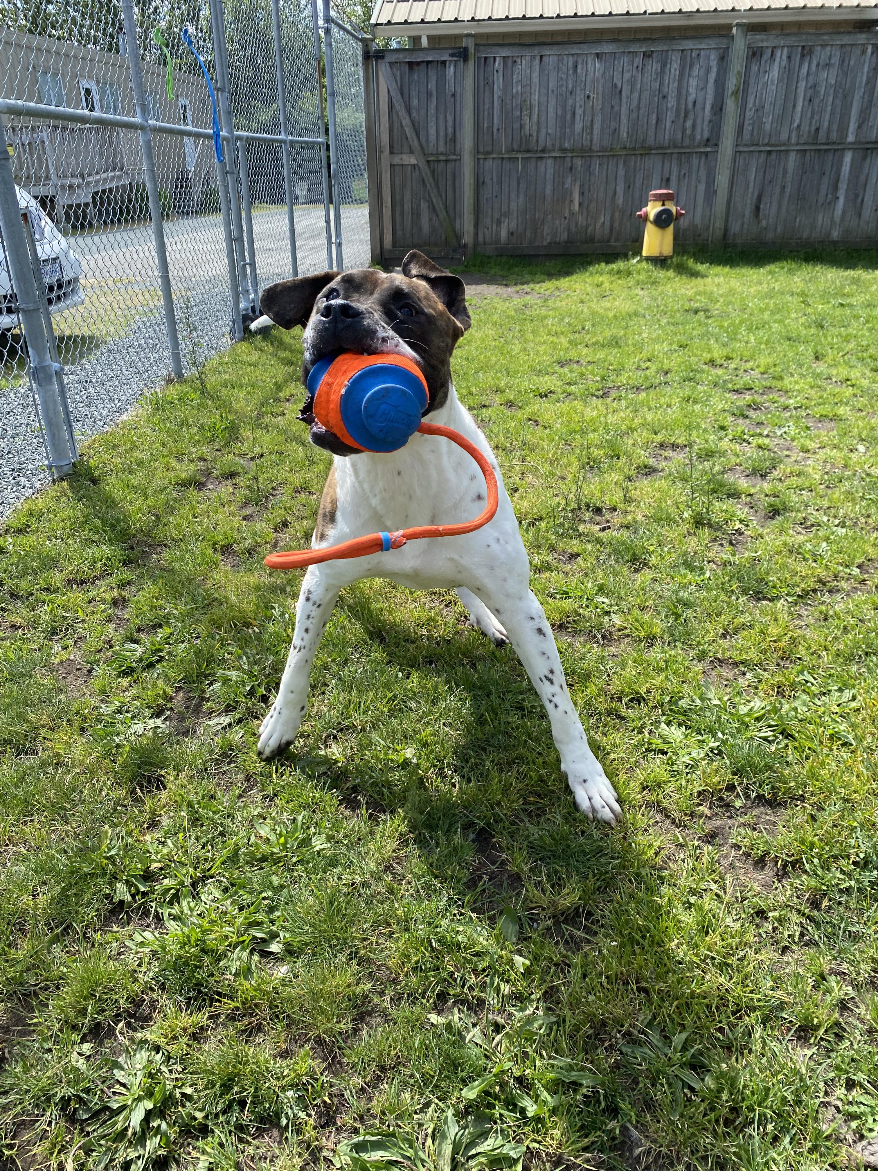 Enlarge Kipp - ADOPTABLE, a ADOPTABLE mixed breed in Chilliwack, BC image 4/6