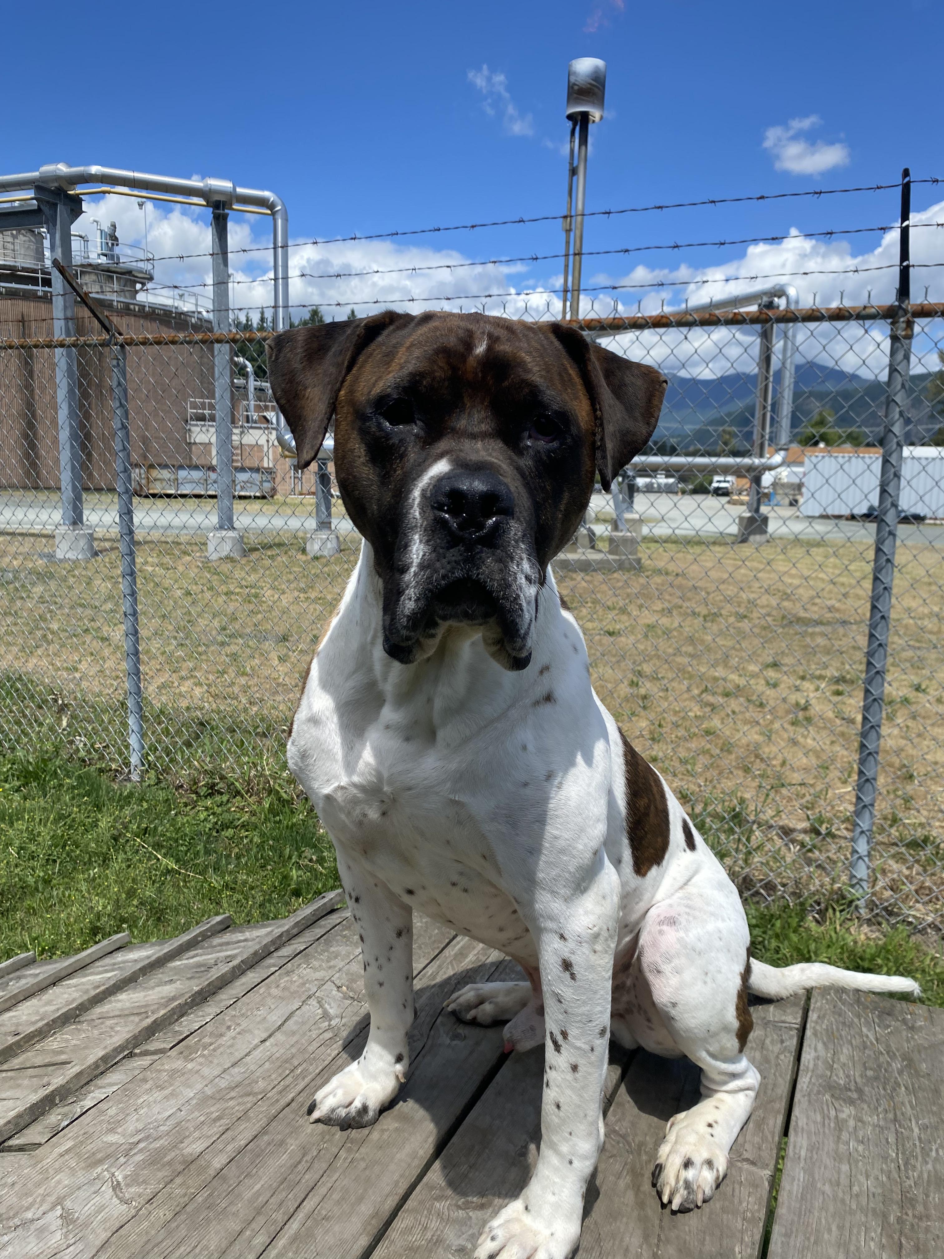 Enlarge Kipp - ADOPTABLE, a ADOPTABLE mixed breed in Chilliwack, BC image 2/6