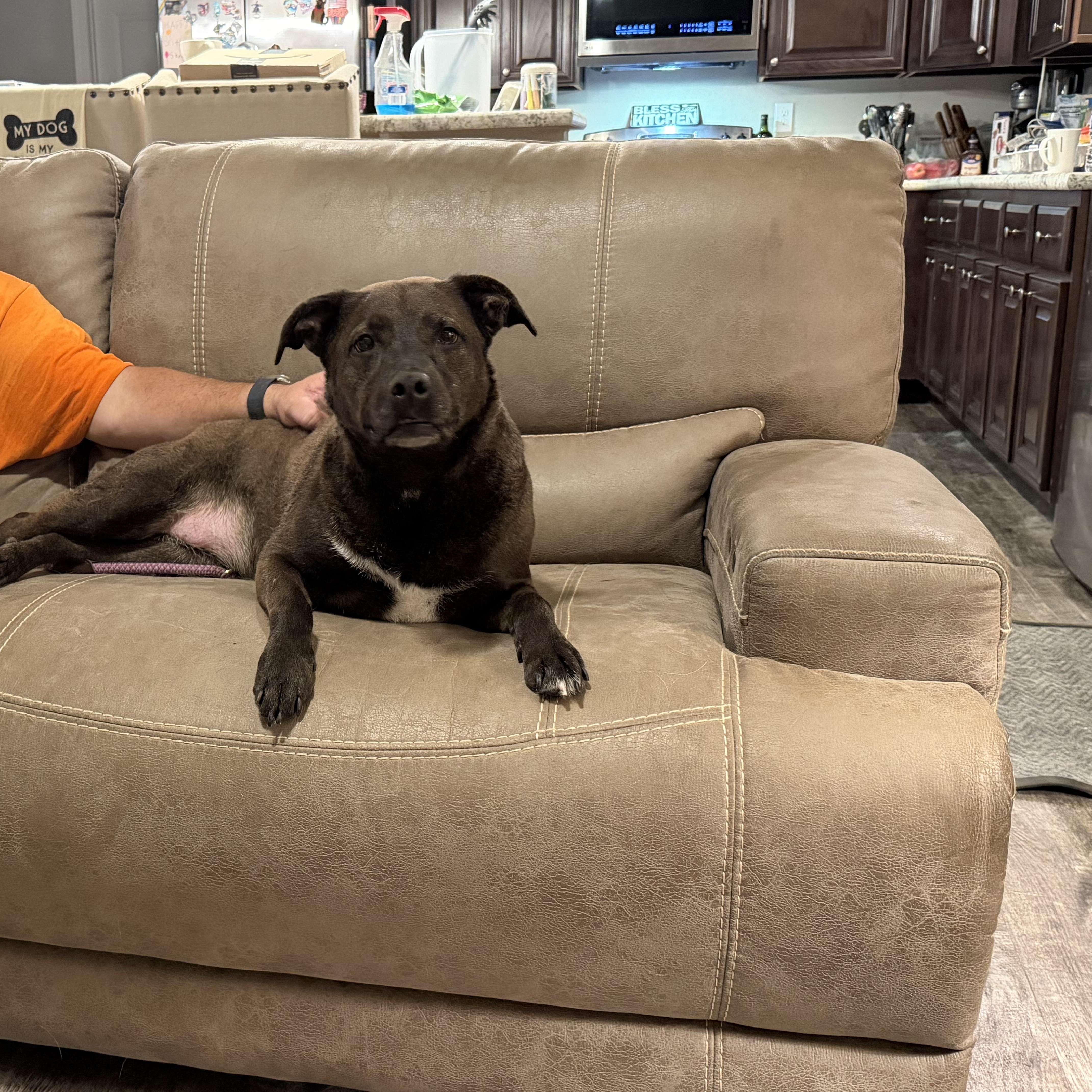 Enlarge Holly & Polly- the perfect pair, a Adoptable mixed breed in Hickory, NC image 4/5