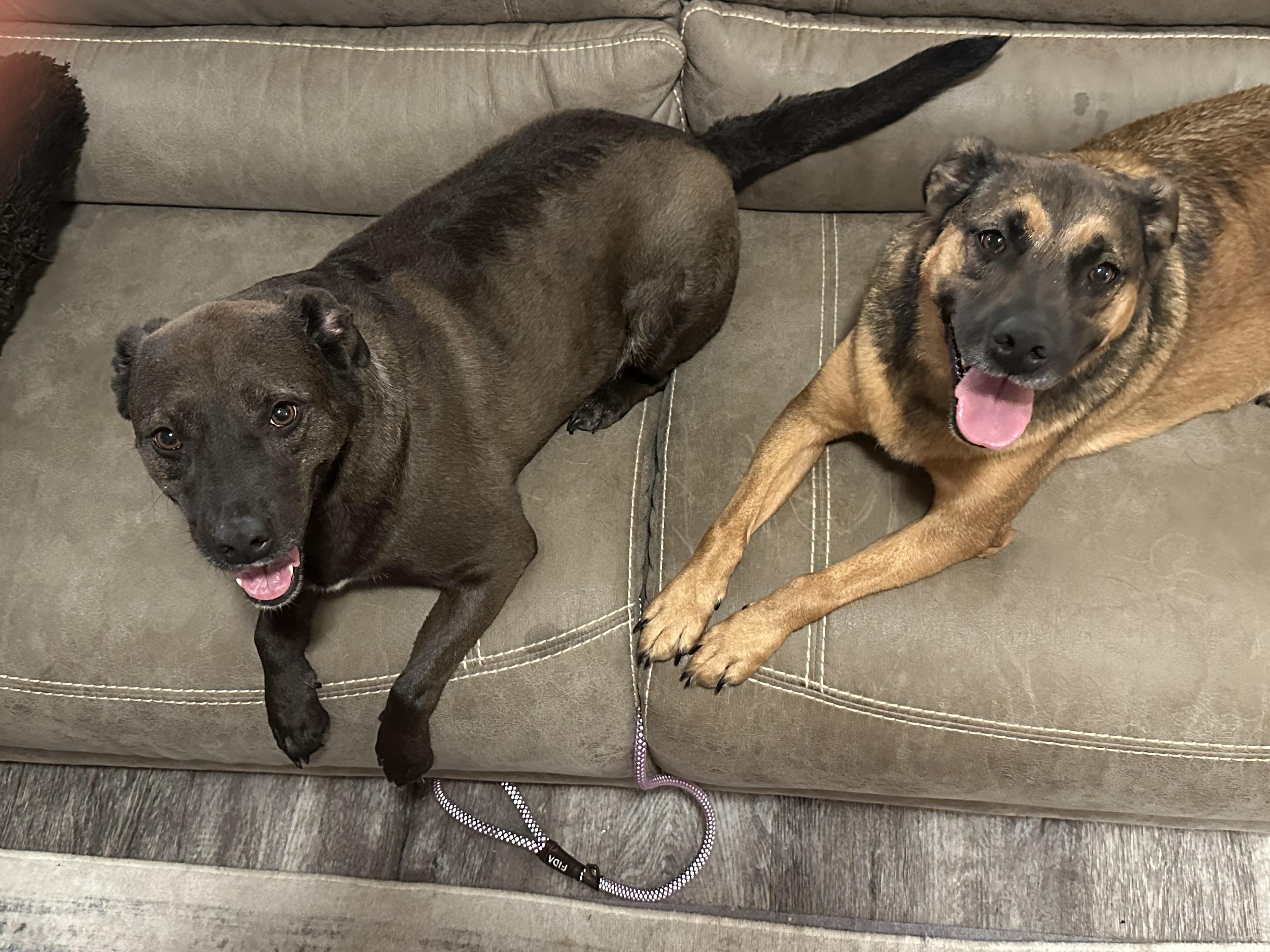 Enlarge Holly & Polly- the perfect pair, a Adoptable mixed breed in Hickory, NC image 2/5