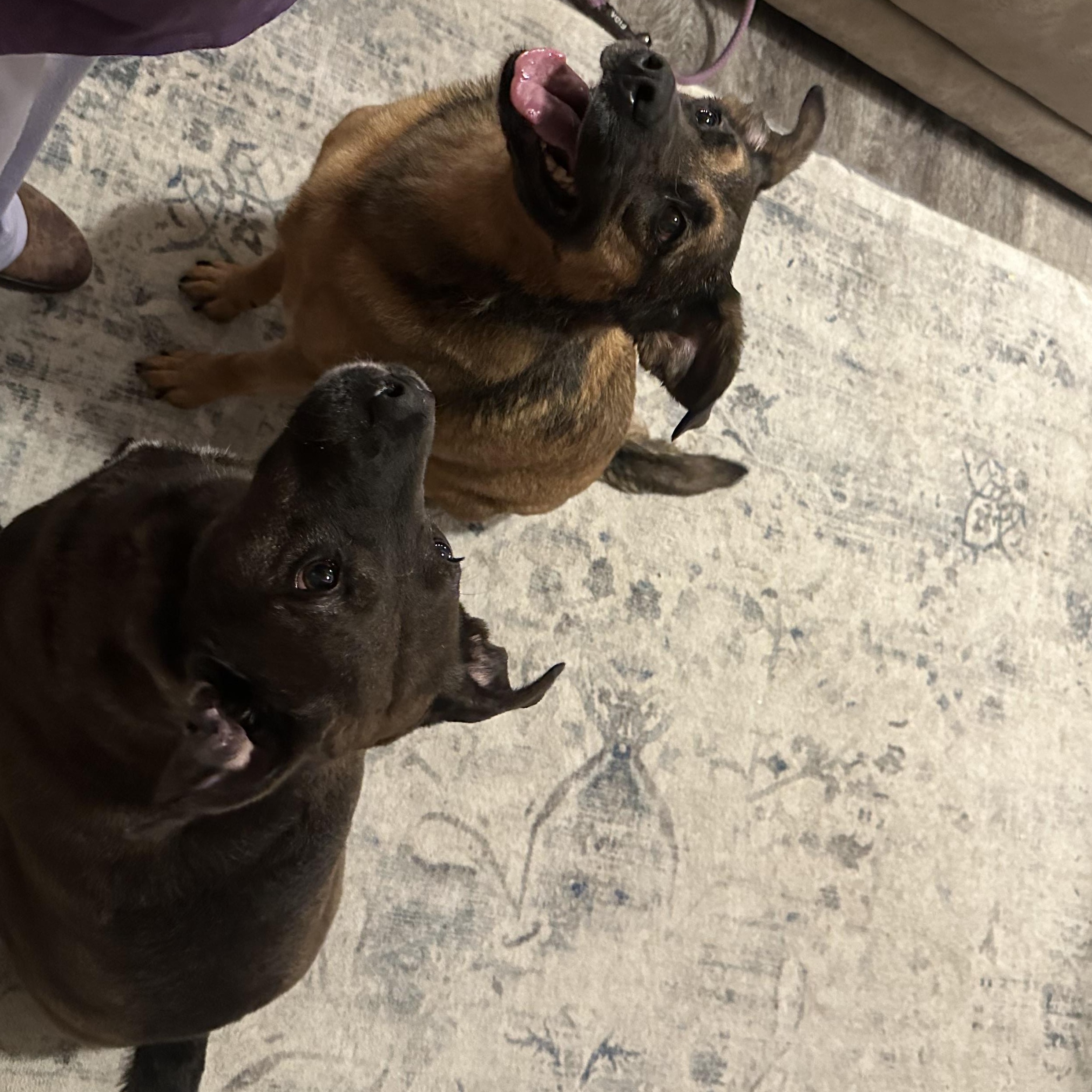 Enlarge Holly & Polly- the perfect pair, a Adoptable mixed breed in Hickory, NC image 3/5