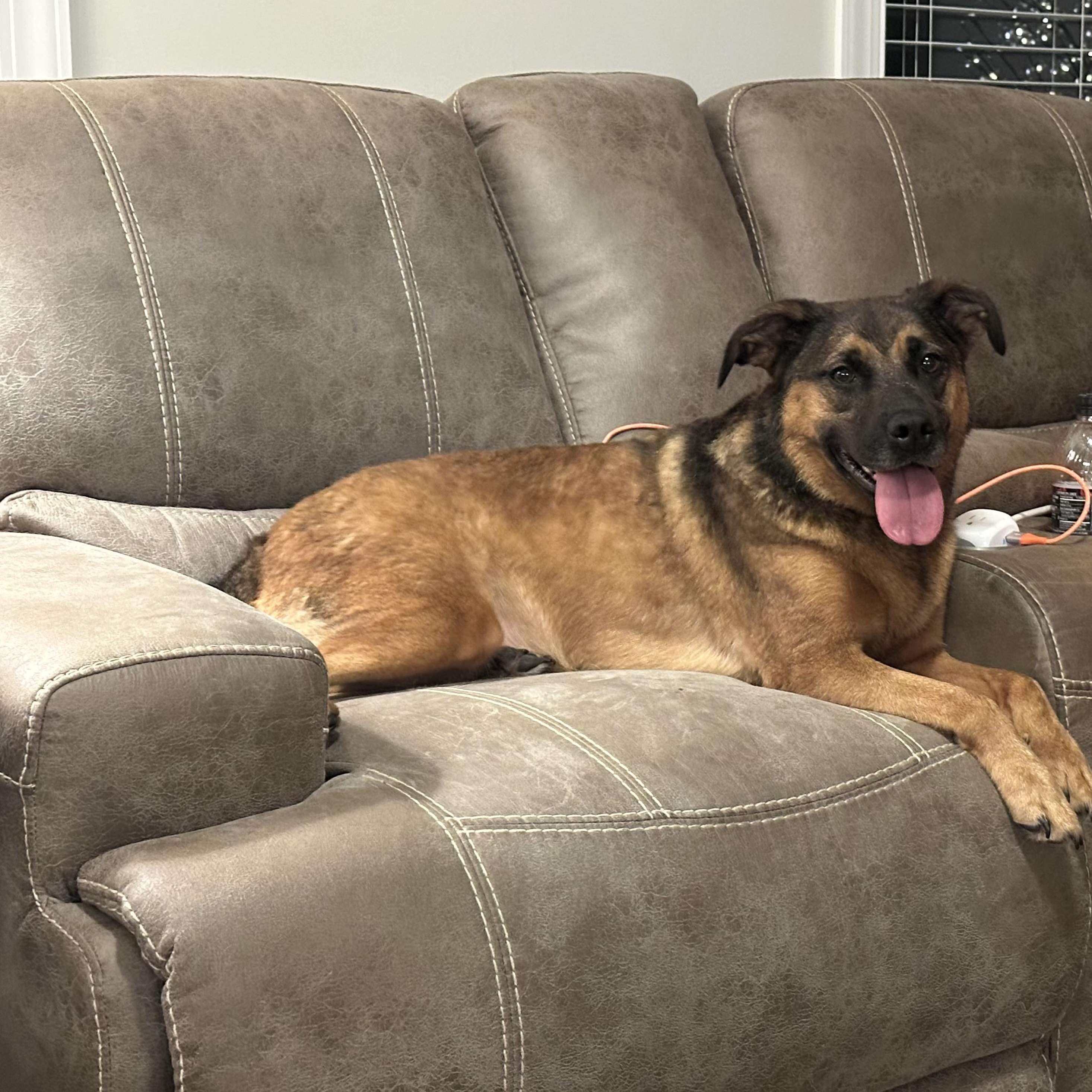 Enlarge Holly & Polly- the perfect pair, a Adoptable mixed breed in Hickory, NC image 5/5