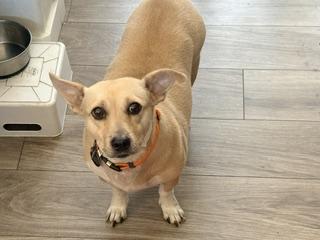 Enlarge SUSIE, a Adoptable mixed breed in Colorado Springs, CO image 1/1