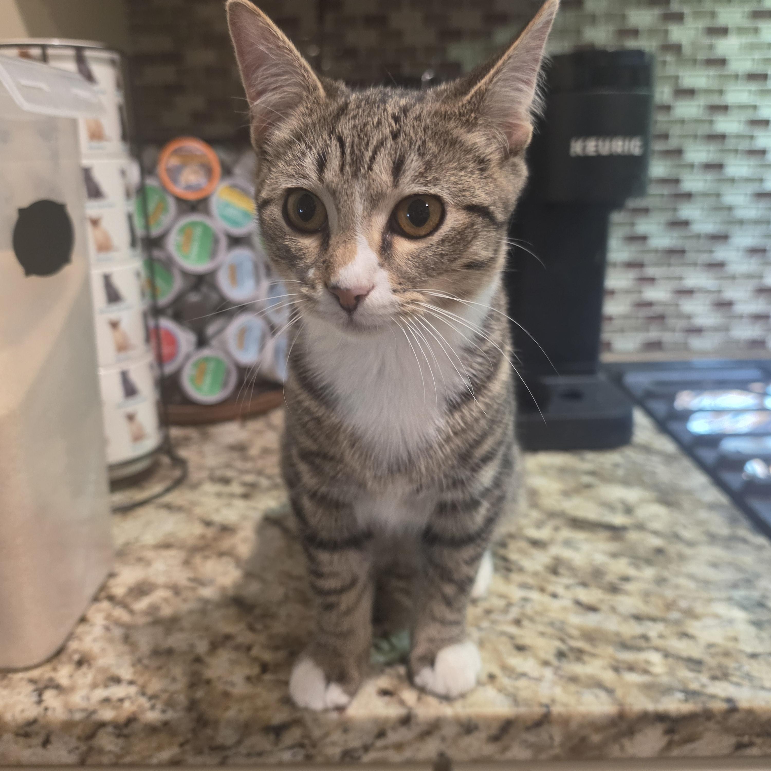Judson, Adopted, Kitten Male Tabby.