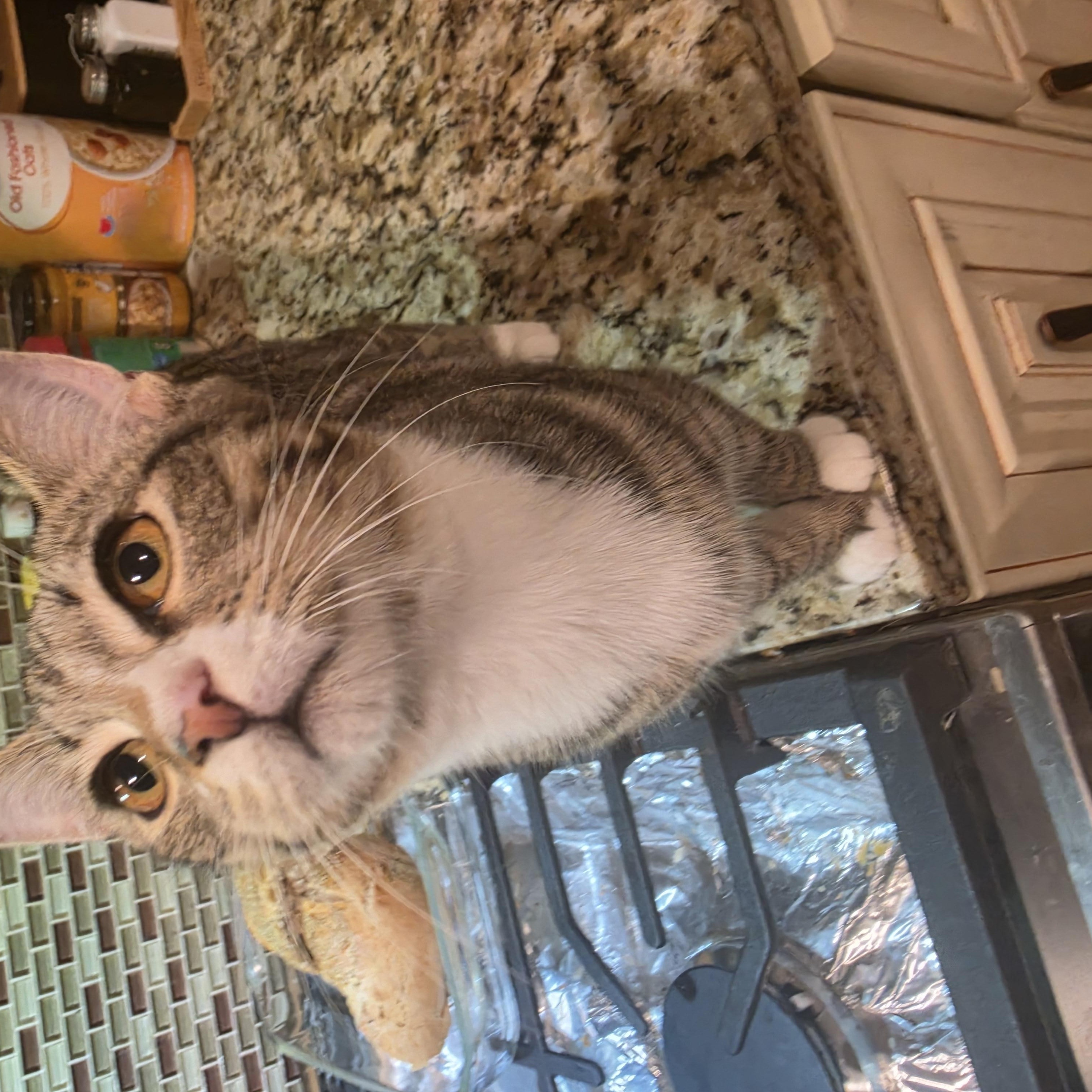 Enlarge Judson, a Adopted Tabby in Lawrenceville, GA image 2/2