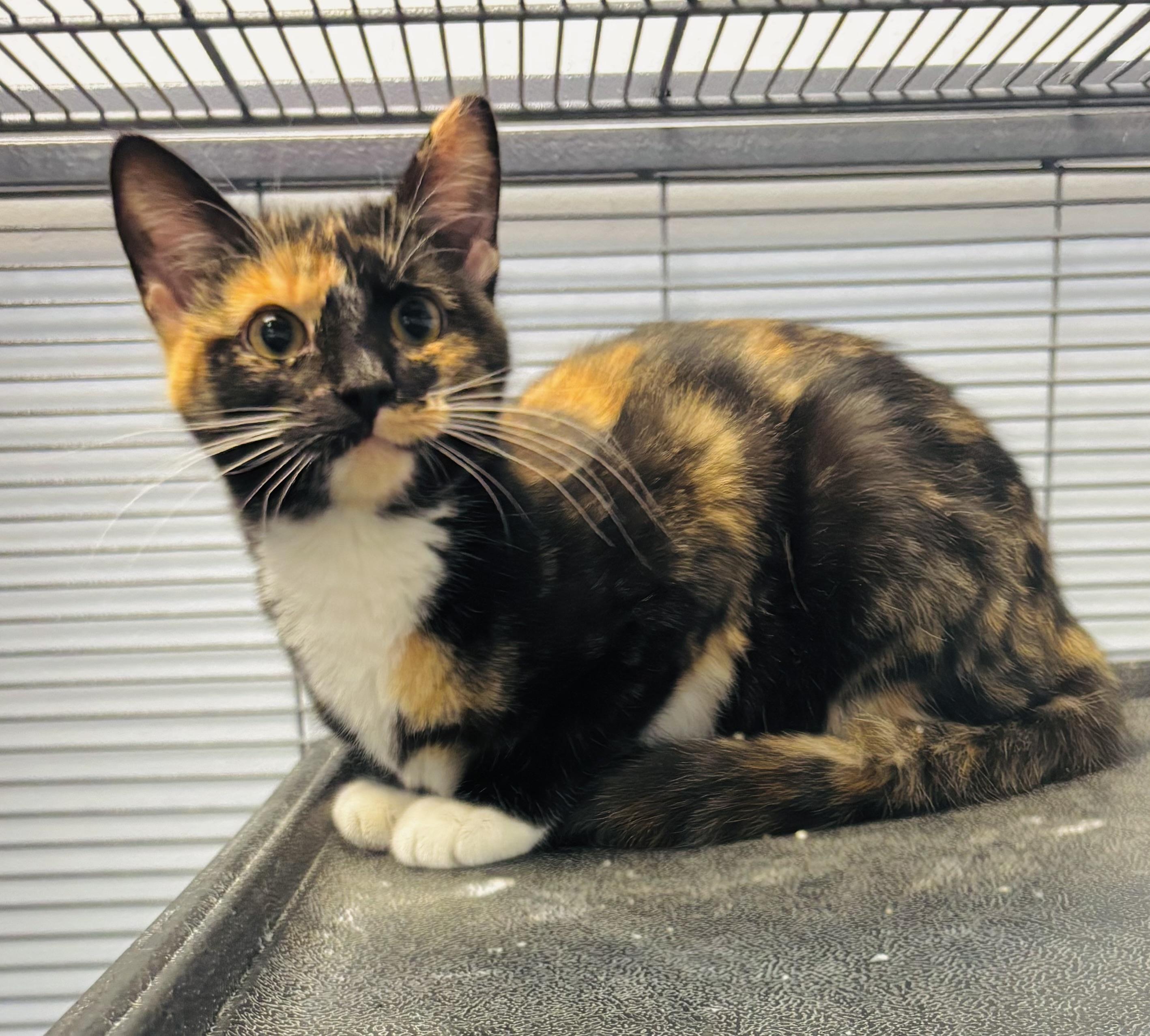 Rita, ADOPTABLE, Young Female Domestic Short Hair.