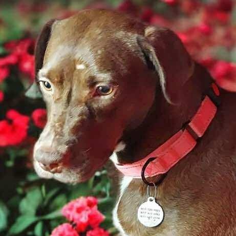 Enlarge Winter, a Adoptable mixed breed in Indianapolis, IN image 4/6