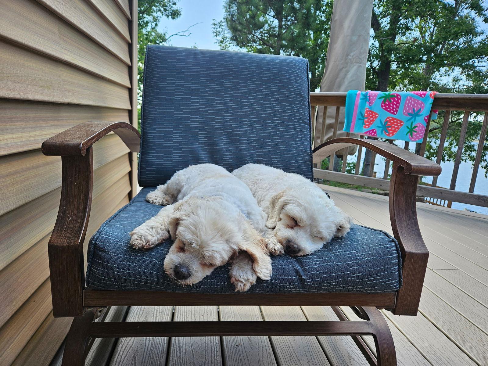 D Litter Tank  thumbnail 3