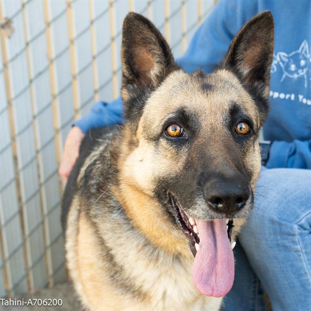 Enlarge Tahini, a Adoptable German Shepherd Dog in Pleasant Grove, CA image 1/1