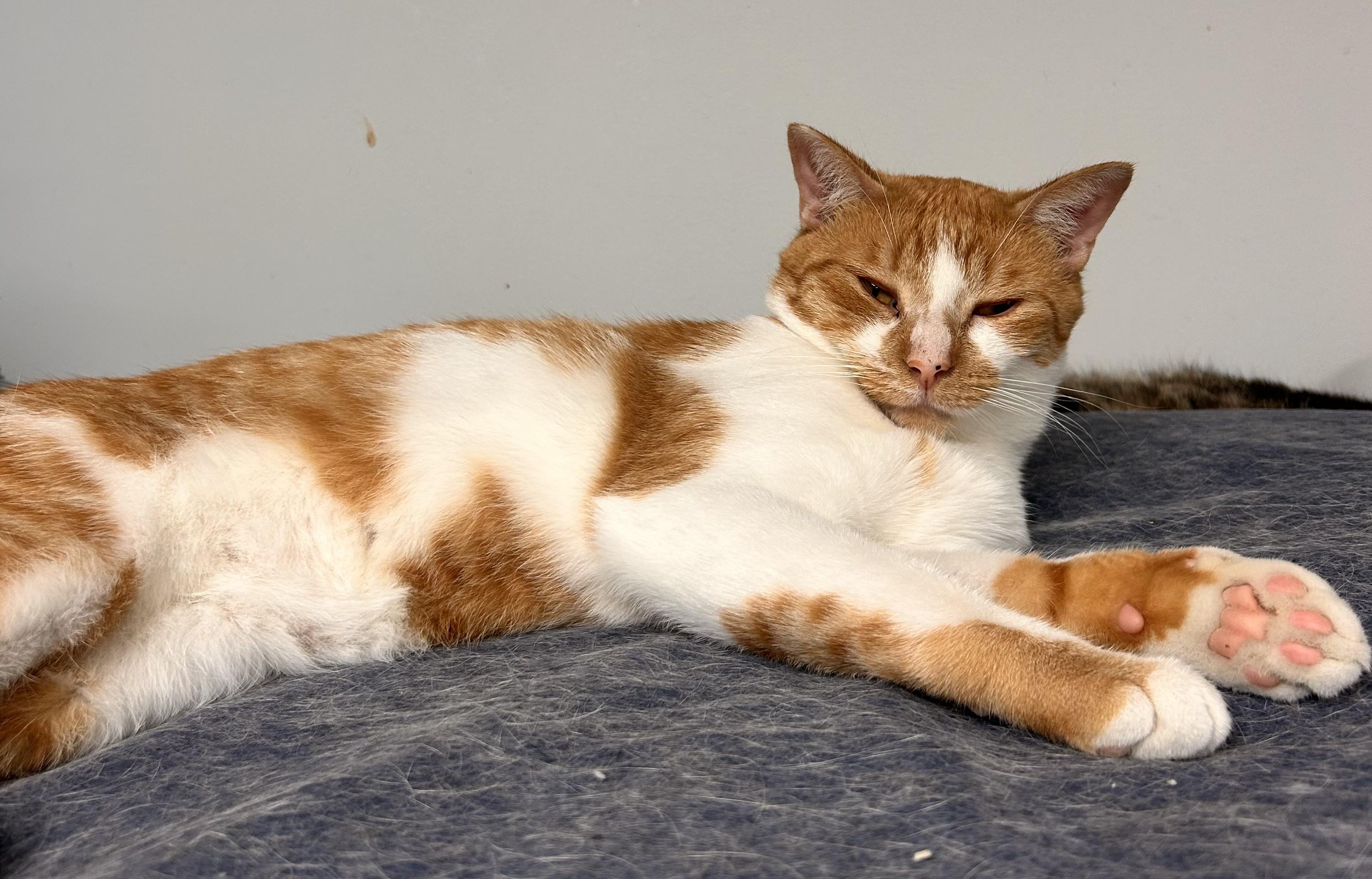 Enlarge Percy, a ADOPTABLE Domestic Short Hair in Hudsonville, MI image 4/6