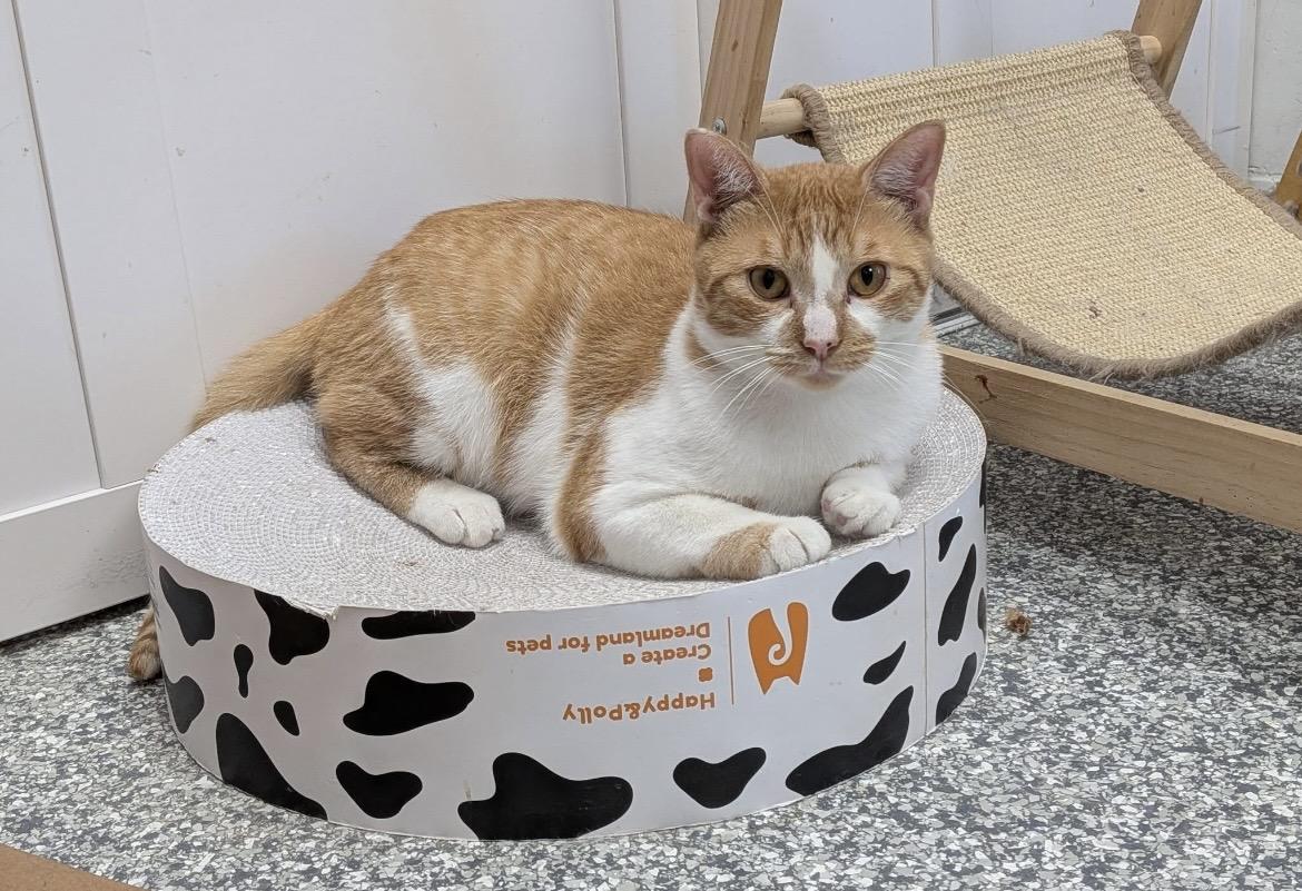 Enlarge Percy, a ADOPTABLE Domestic Short Hair in Hudsonville, MI image 6/6