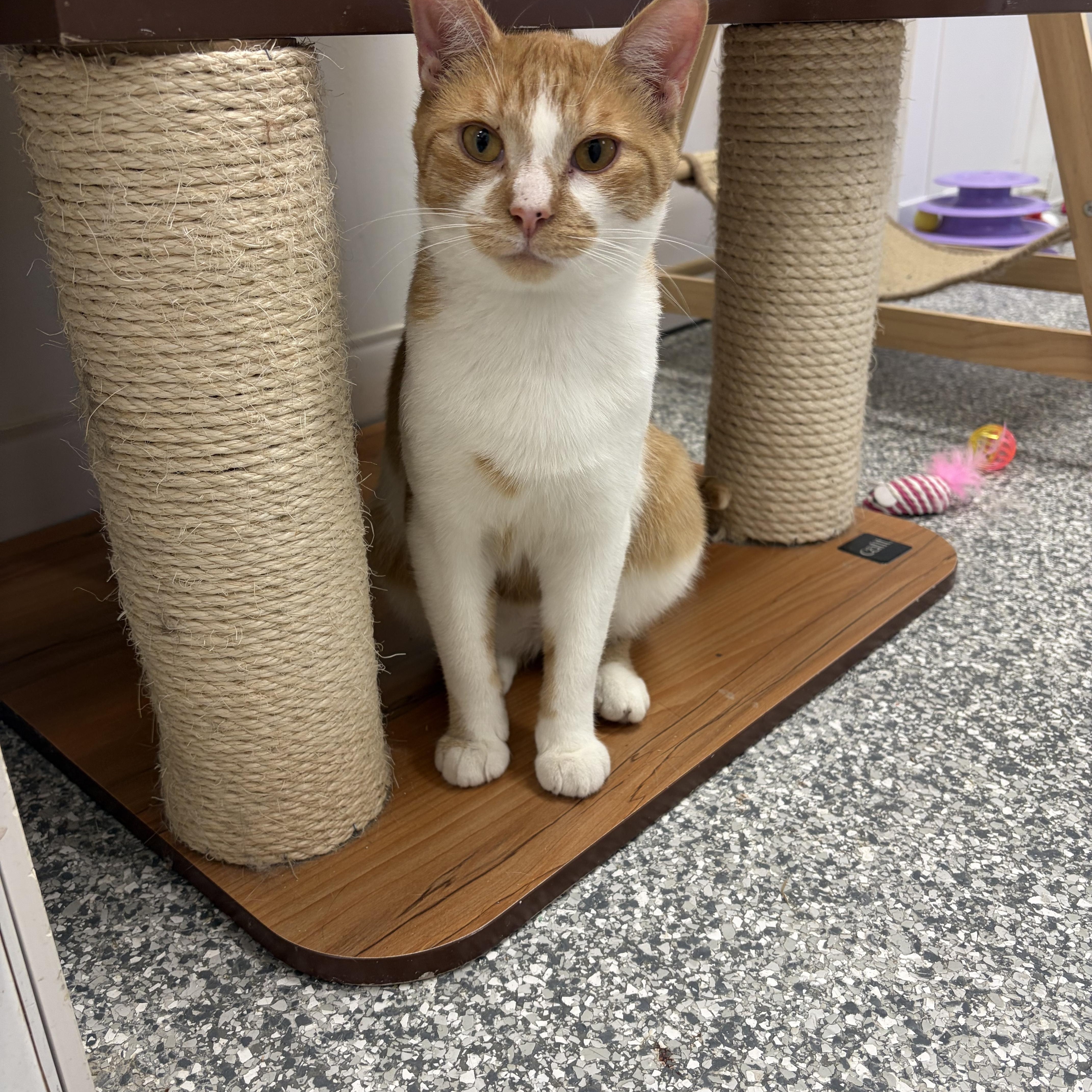 Percy, ADOPTABLE, Young Male Domestic Short Hair.