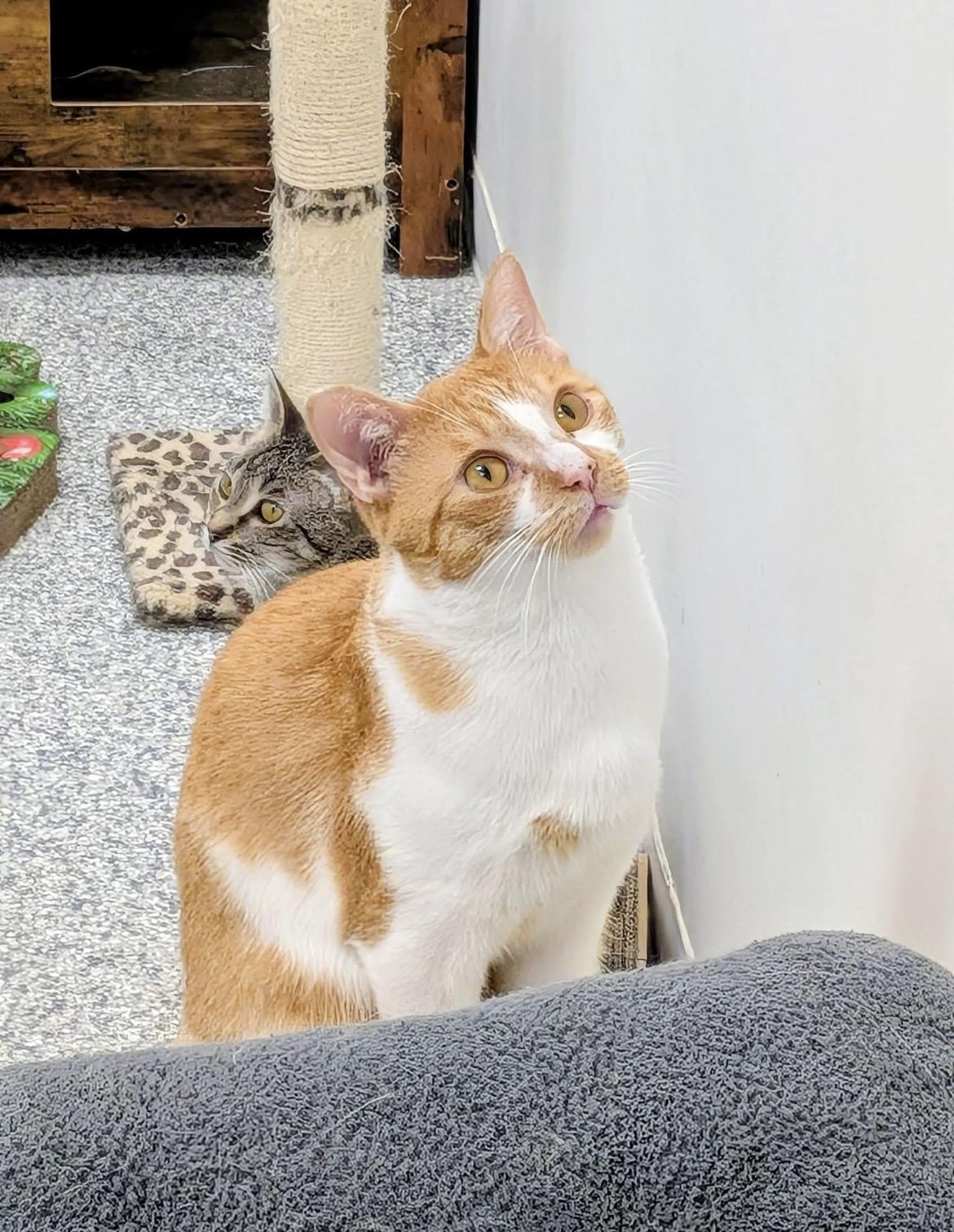Enlarge Percy, a ADOPTABLE Domestic Short Hair in Hudsonville, MI image 3/6