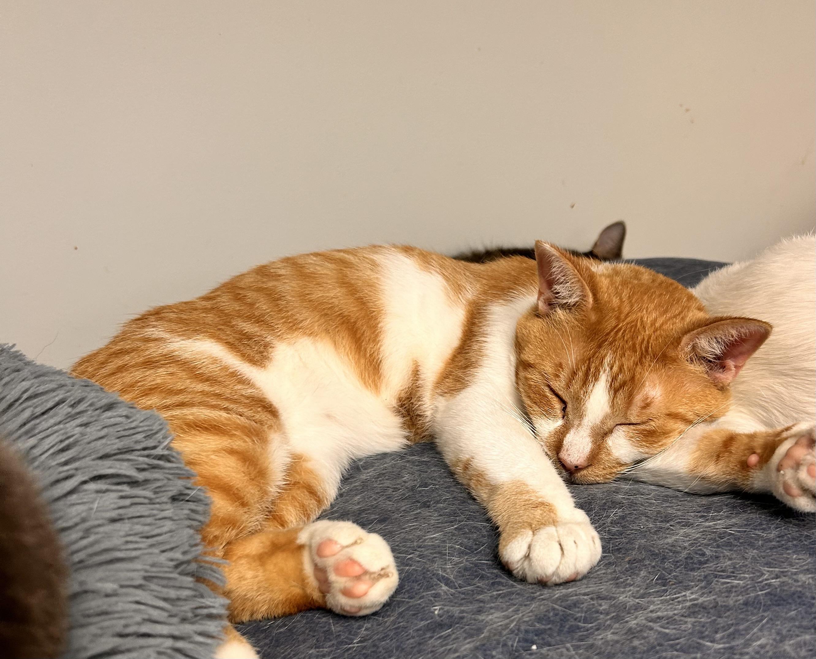 Enlarge Percy, a ADOPTABLE Domestic Short Hair in Hudsonville, MI image 2/6