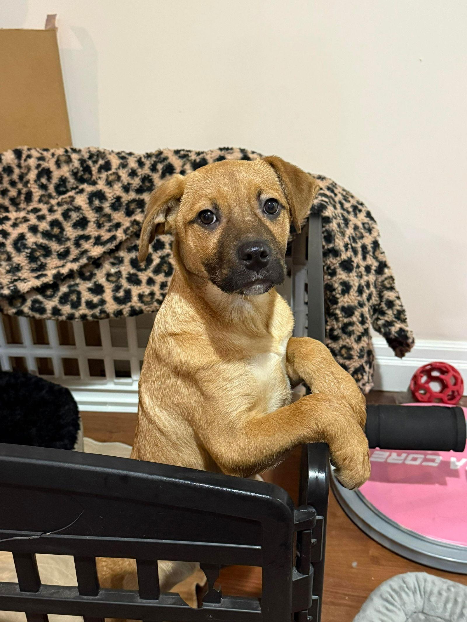 Tinsel (fawn w black snout), Adoptable, Puppy Female Mastiff & Rottweiler.
