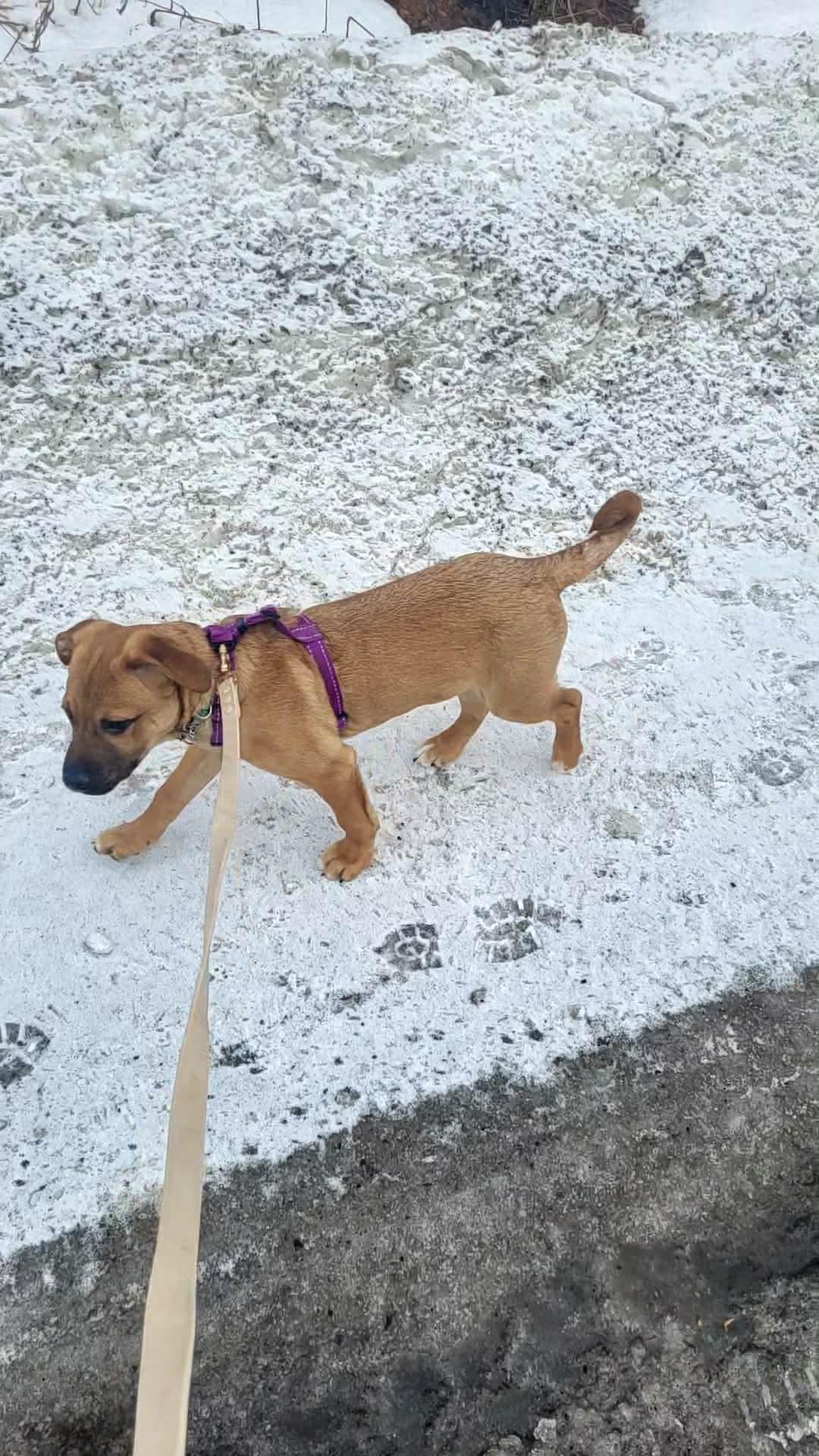 Enlarge Tinsel (fawn w black snout), a Adoptable mixed breed in Hawkestone, ON image 2/3