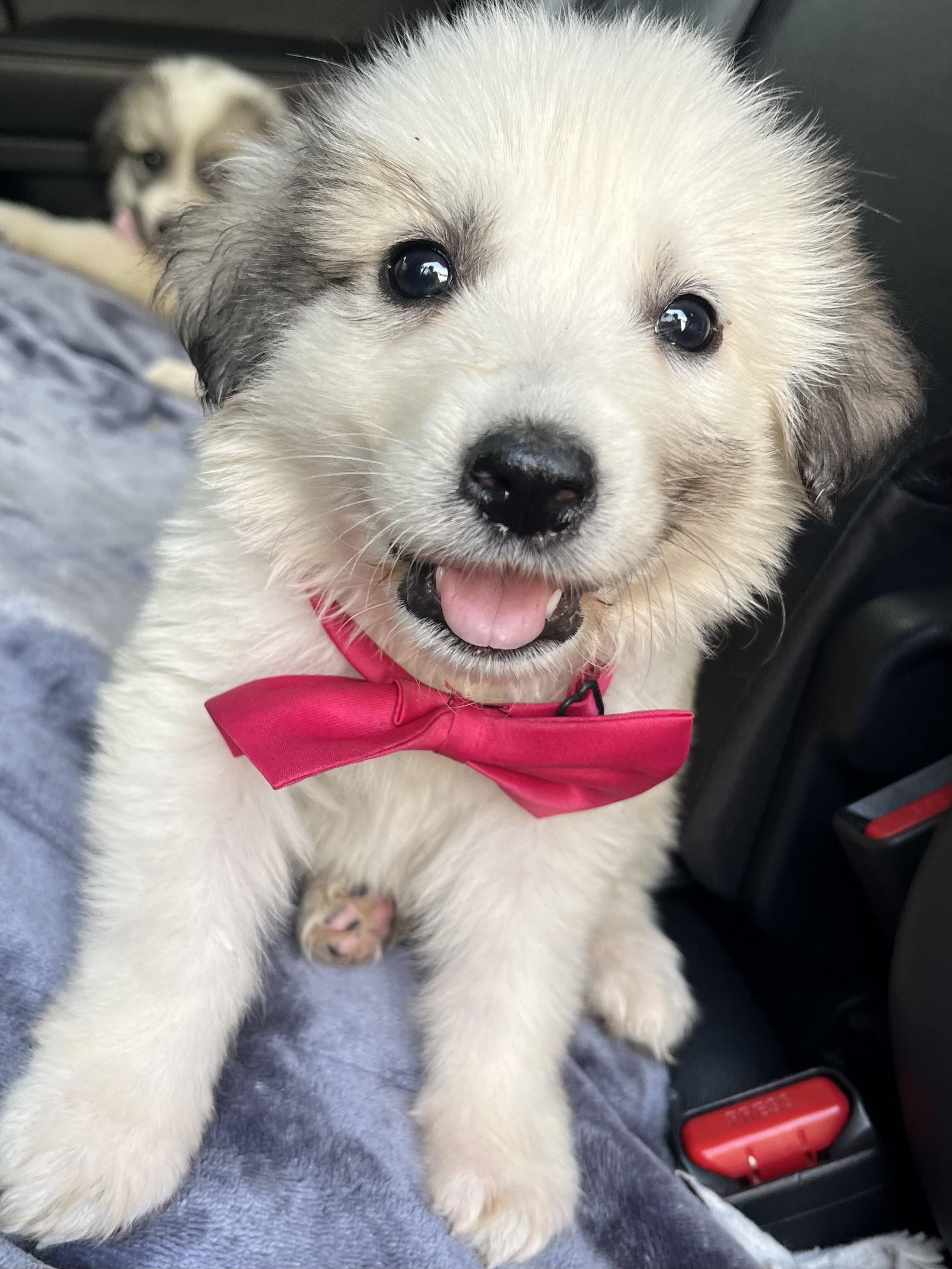 Enlarge Kiwi, an adopted Great Pyrenees in Barnwell , SC image 1/6