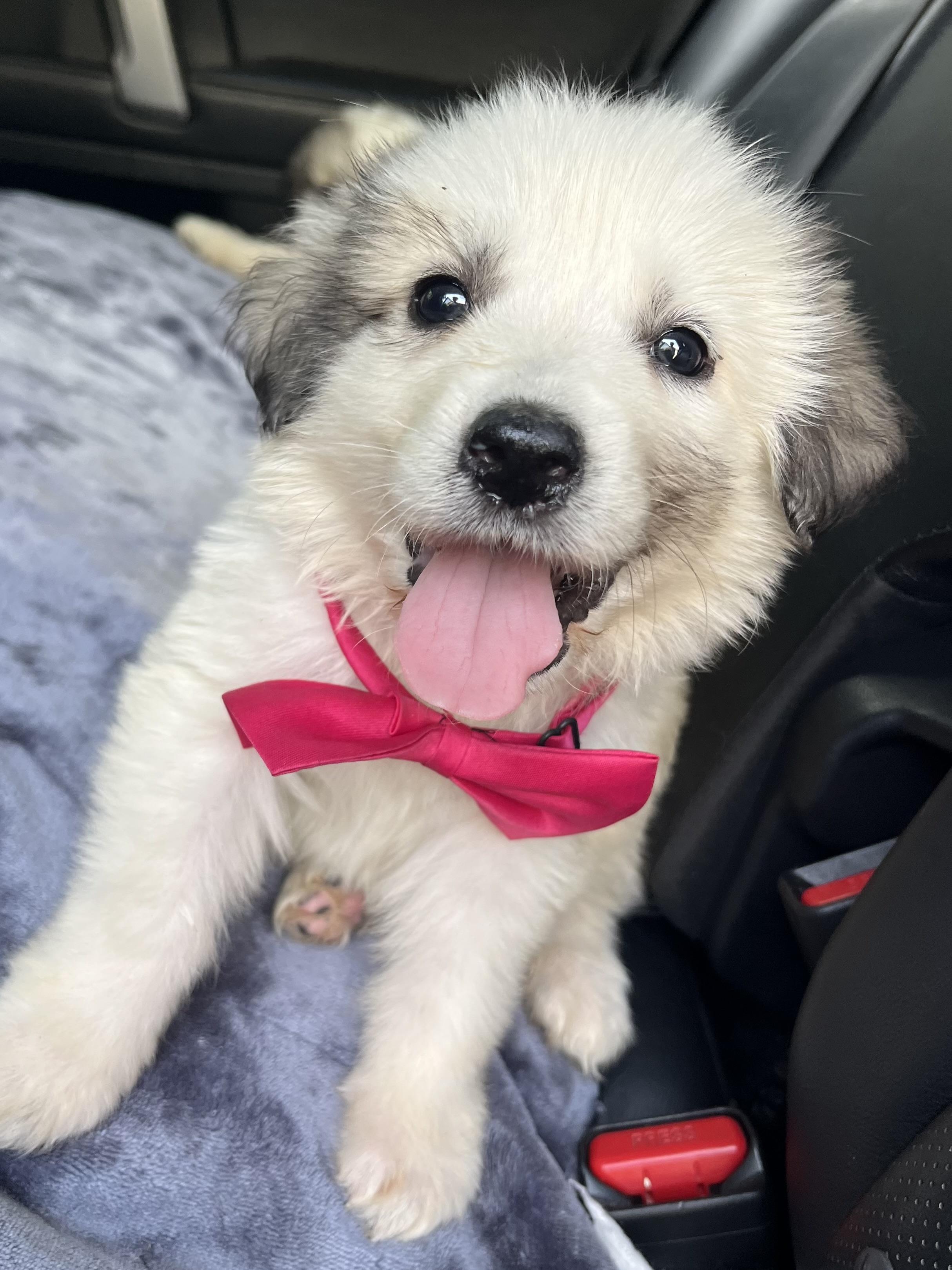 Enlarge Kiwi, an adopted Great Pyrenees in Barnwell , SC image 4/6
