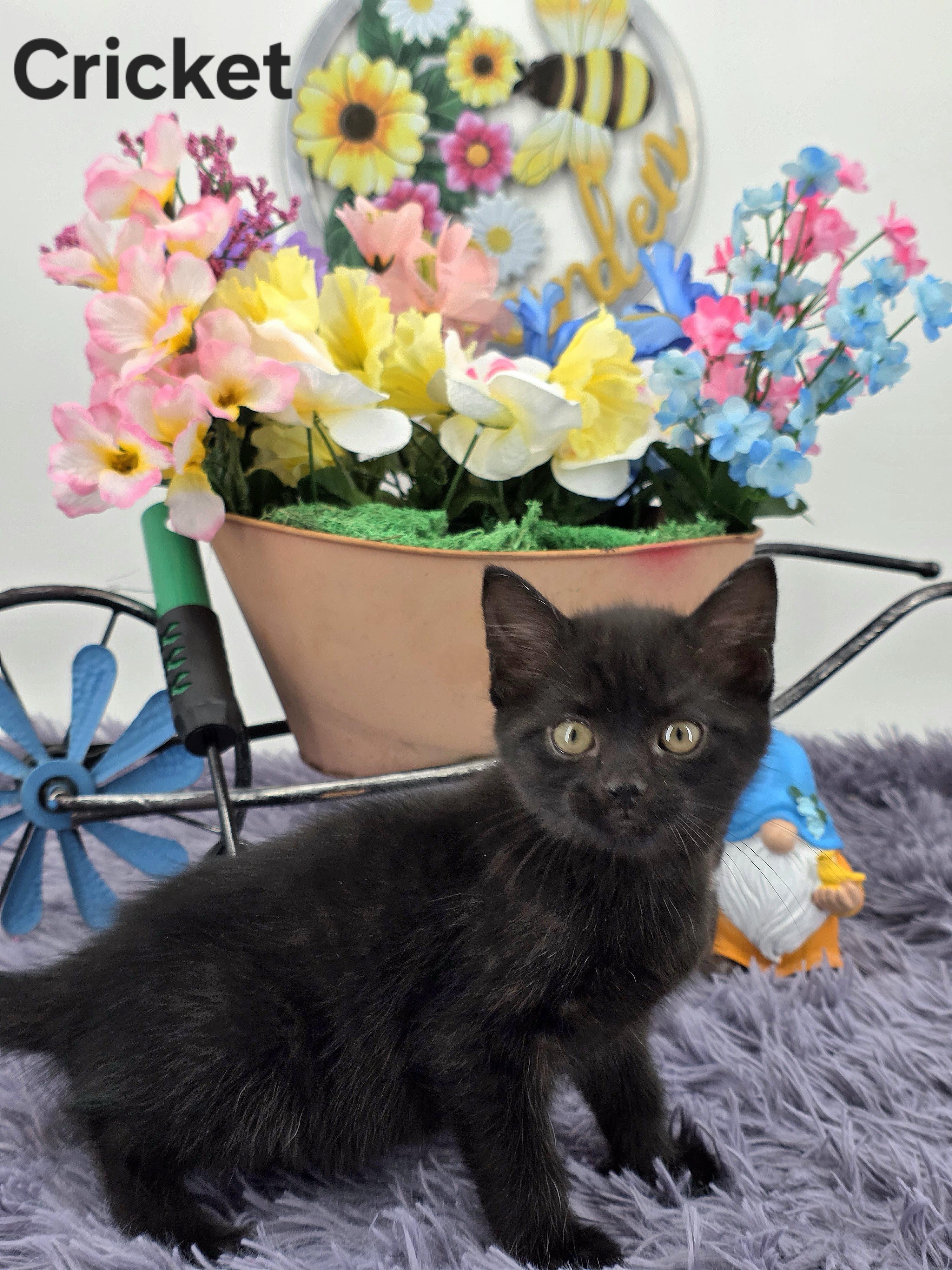 Cricket, a Adoptable Domestic Medium Hair in Knoxville, TN image 2/6