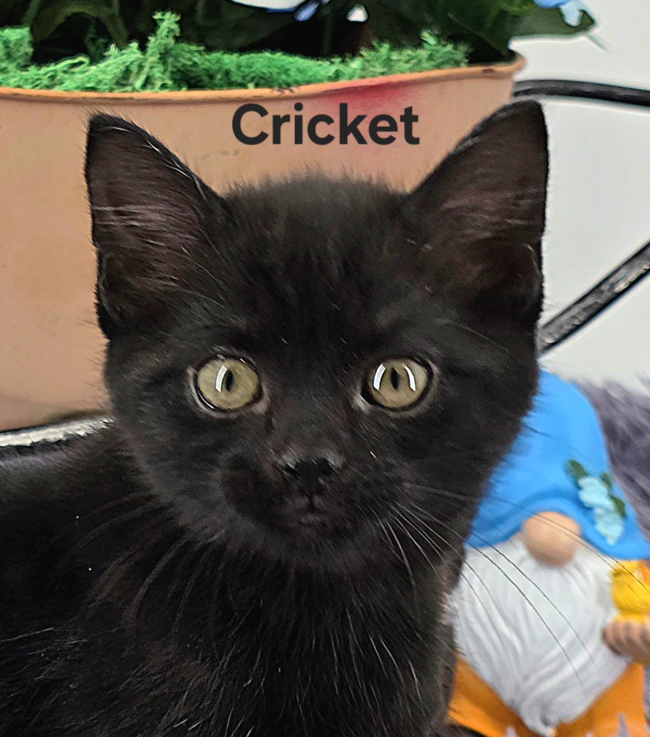 Cricket, a Adoptable Domestic Medium Hair in Knoxville, TN image 1/6