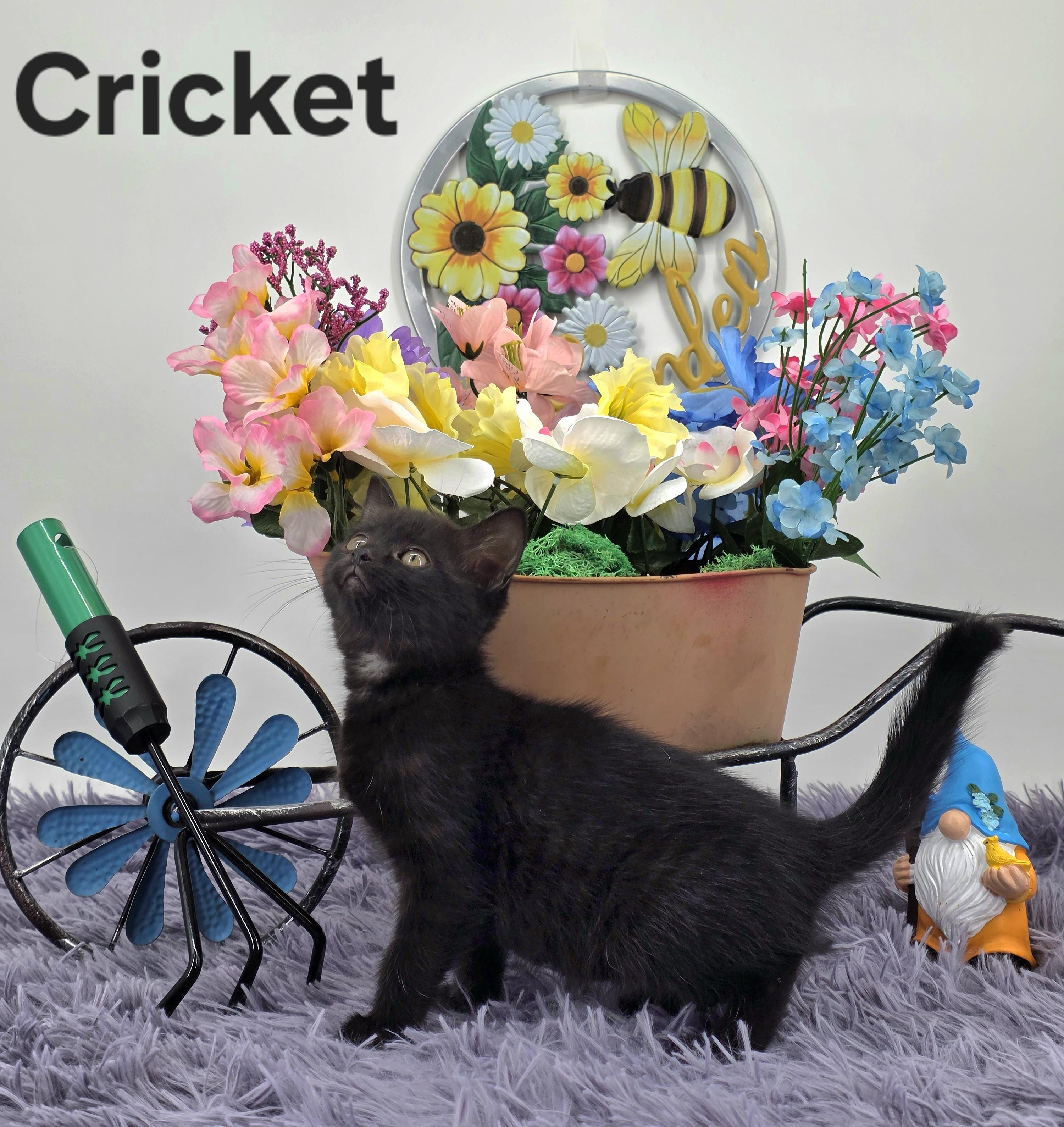 Cricket, a Adoptable Domestic Medium Hair in Knoxville, TN image 4/6