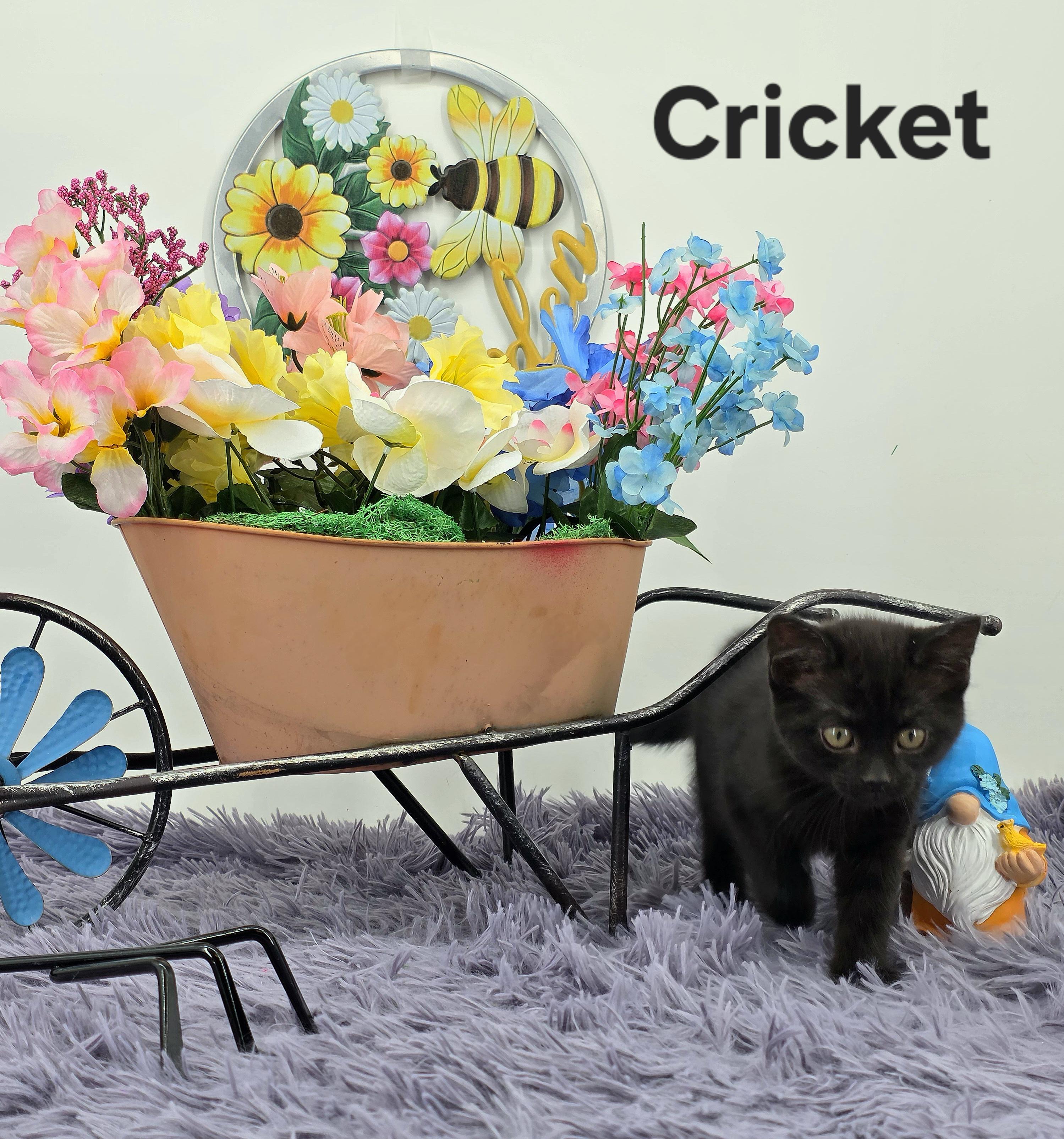 Cricket, a Adoptable Domestic Medium Hair in Knoxville, TN image 5/6
