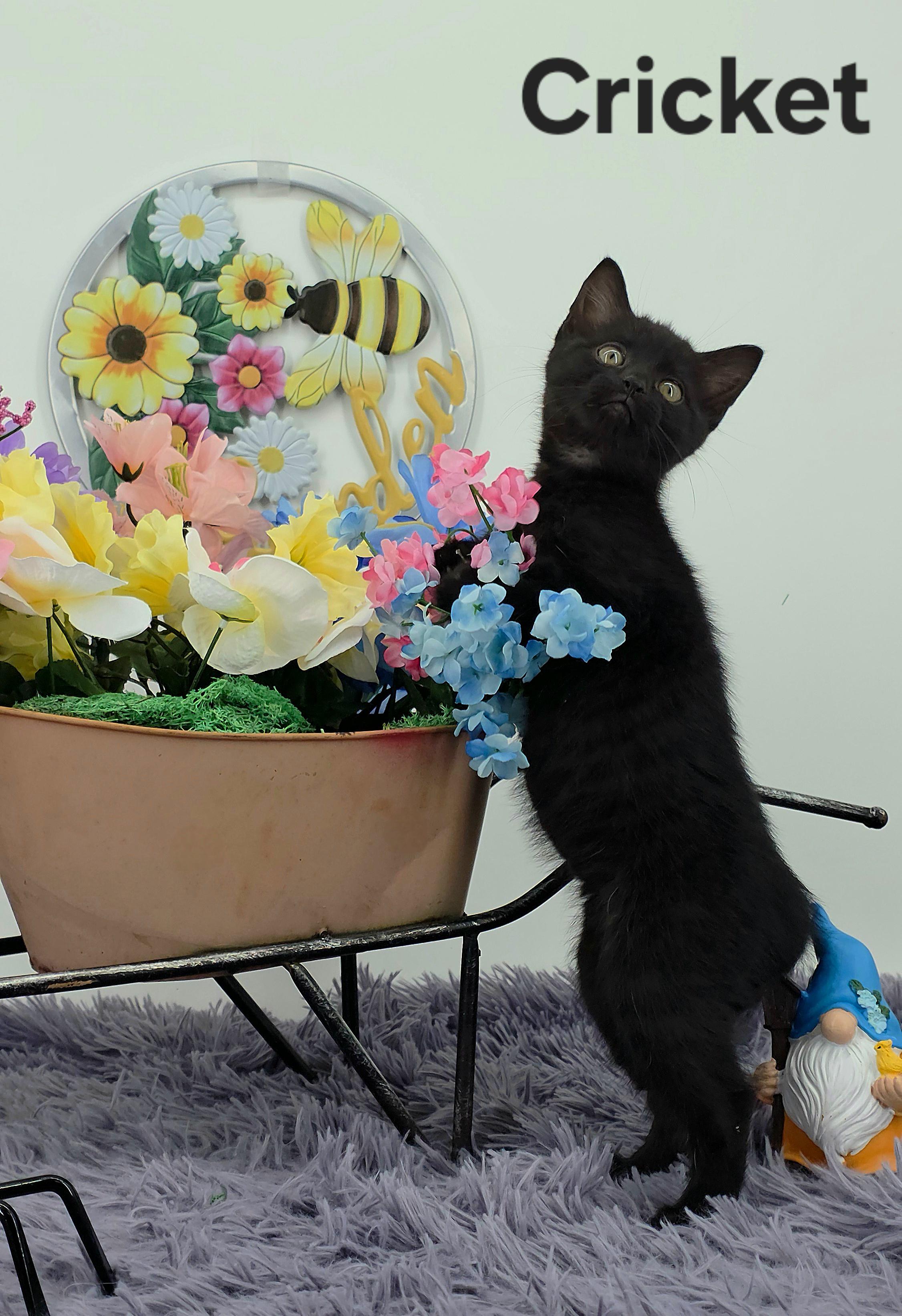 Cricket, a Adoptable Domestic Medium Hair in Knoxville, TN image 3/6