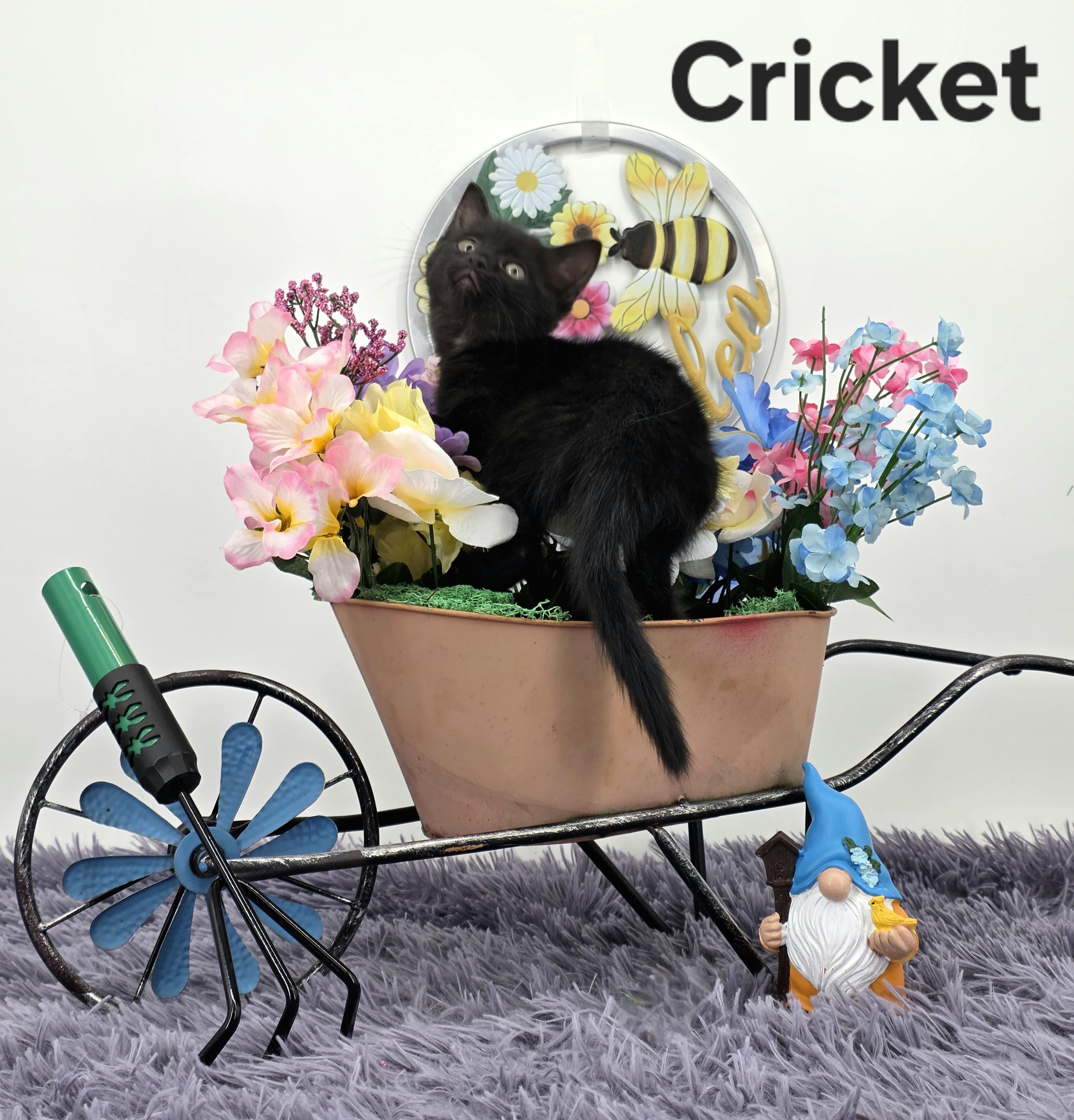 Cricket, a Adoptable Domestic Medium Hair in Knoxville, TN image 6/6