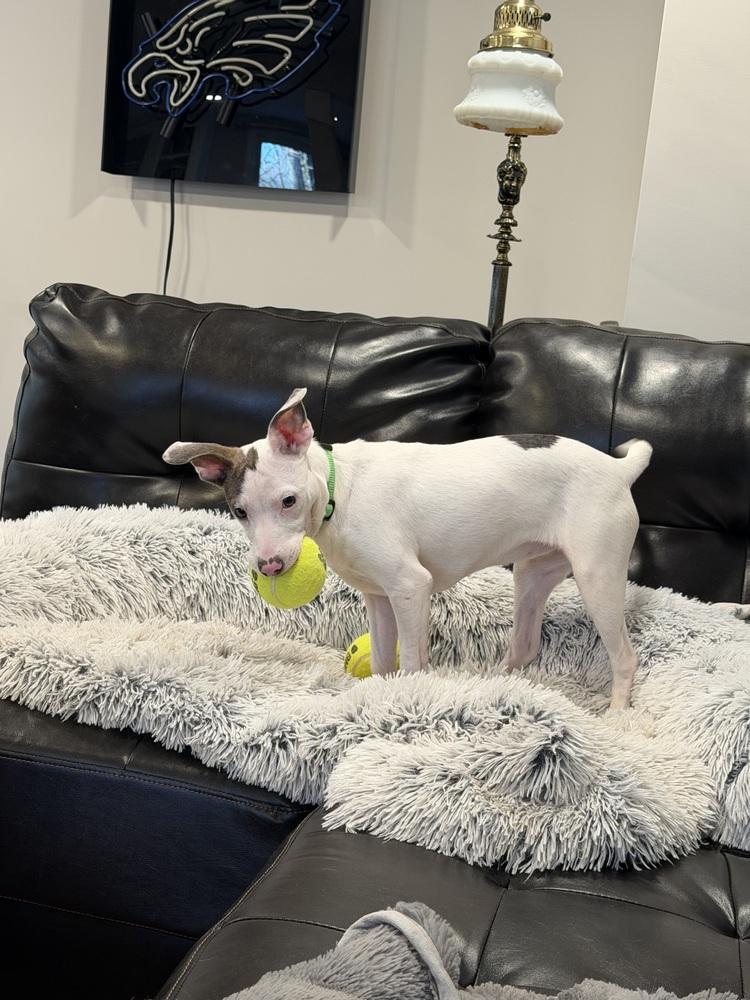 Enlarge Angel, a Adoptable mixed breed in Willingboro, NJ image 2/6