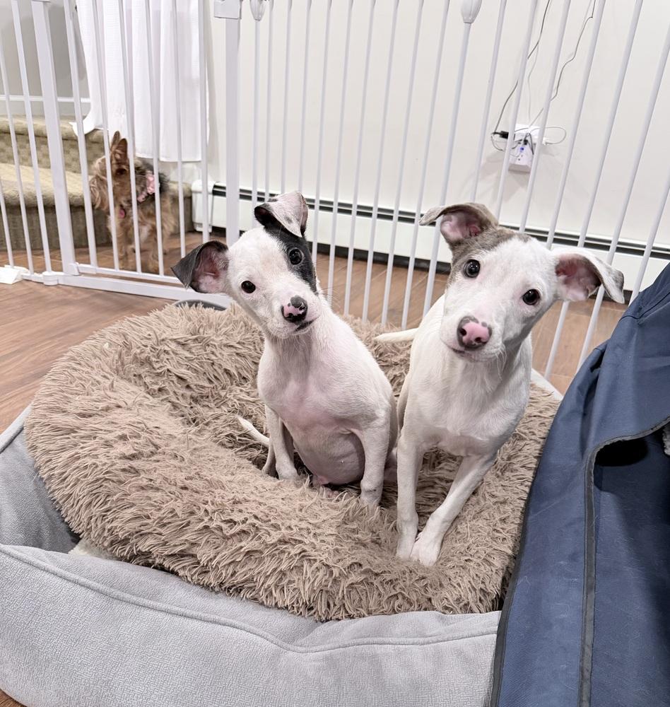 Angel — thumbnail 3