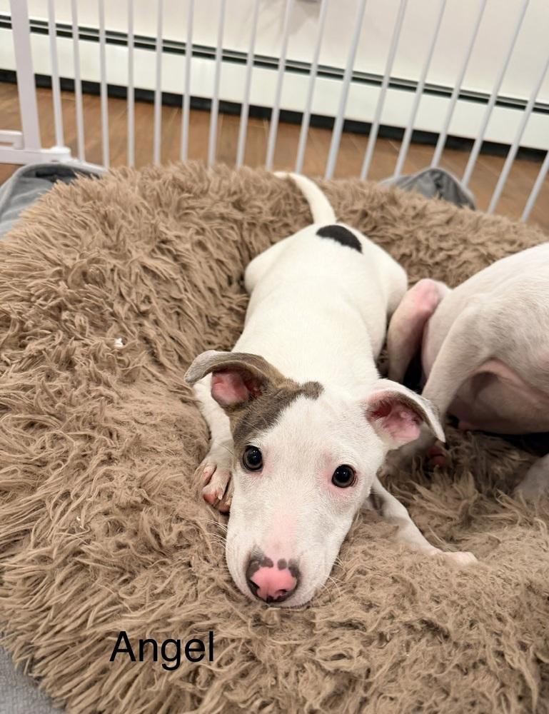 Angel — thumbnail 4