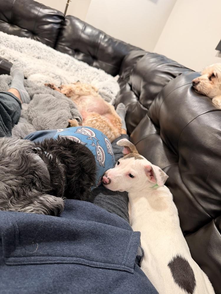 Enlarge Angel, a Adoptable mixed breed in Willingboro, NJ image 3/6