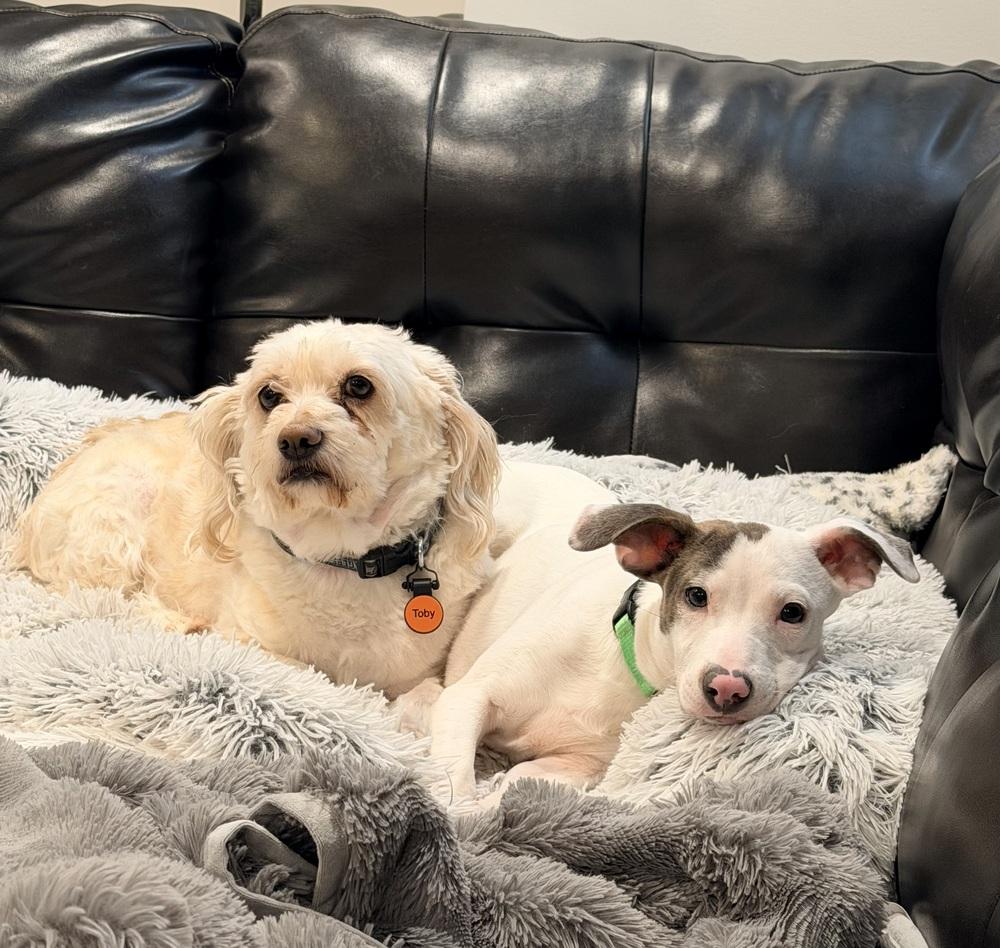 Enlarge Angel, a Adoptable mixed breed in Willingboro, NJ image 4/6