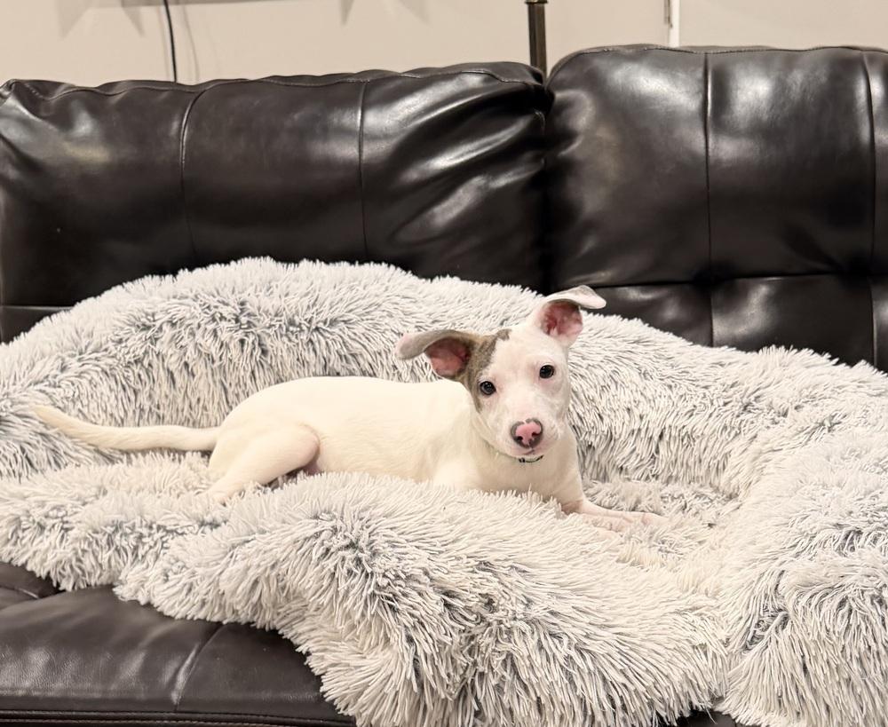 Enlarge Angel, a Adoptable mixed breed in Willingboro, NJ image 5/6