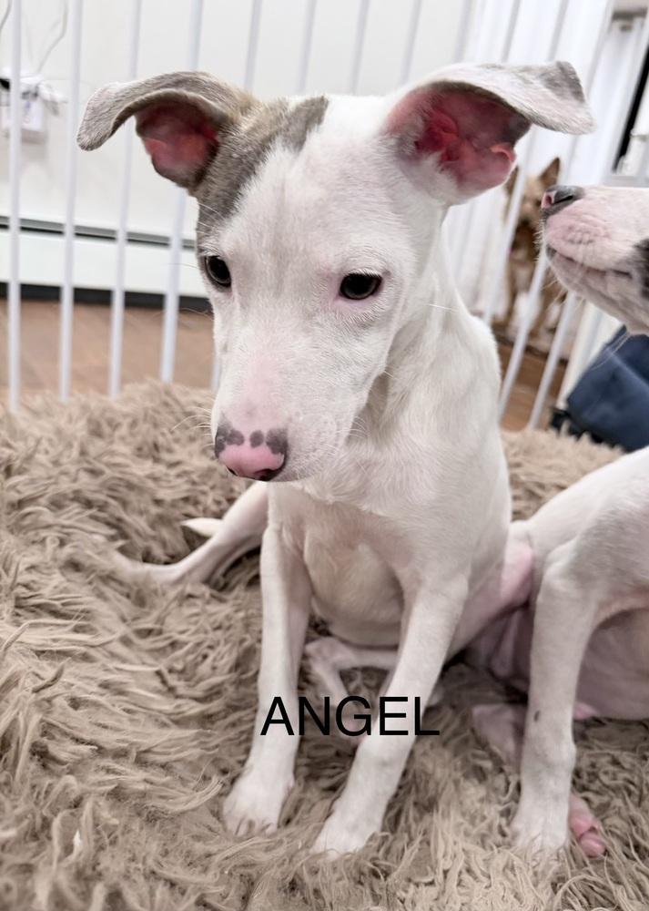 Angel — thumbnail 5