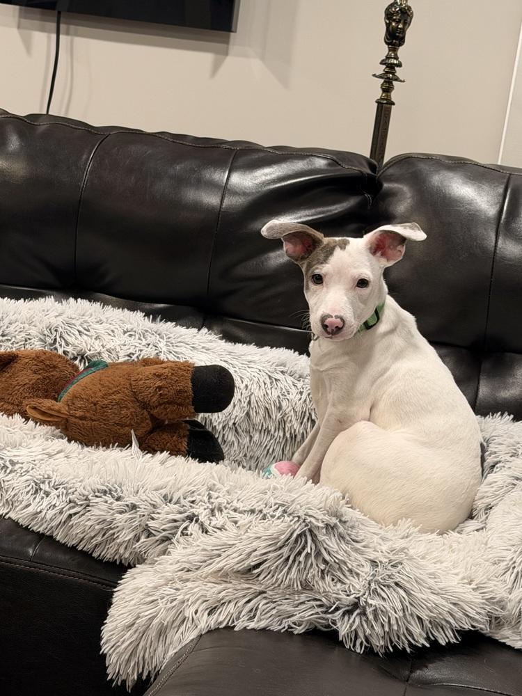 Enlarge Angel, a Adoptable mixed breed in Willingboro, NJ image 6/6