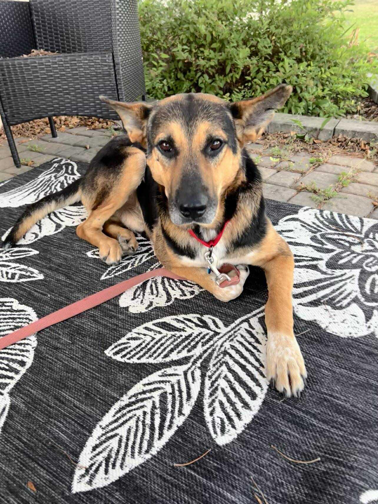 Enlarge Bruce, a Adoptable Mixed Breed in Sioux Falls, SD image 1/6