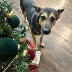 Enlarge Bruce, a Adoptable Mixed Breed in Sioux Falls, SD image 4/6