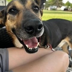 Enlarge Bruce, a Adoptable Mixed Breed in Sioux Falls, SD image 6/6