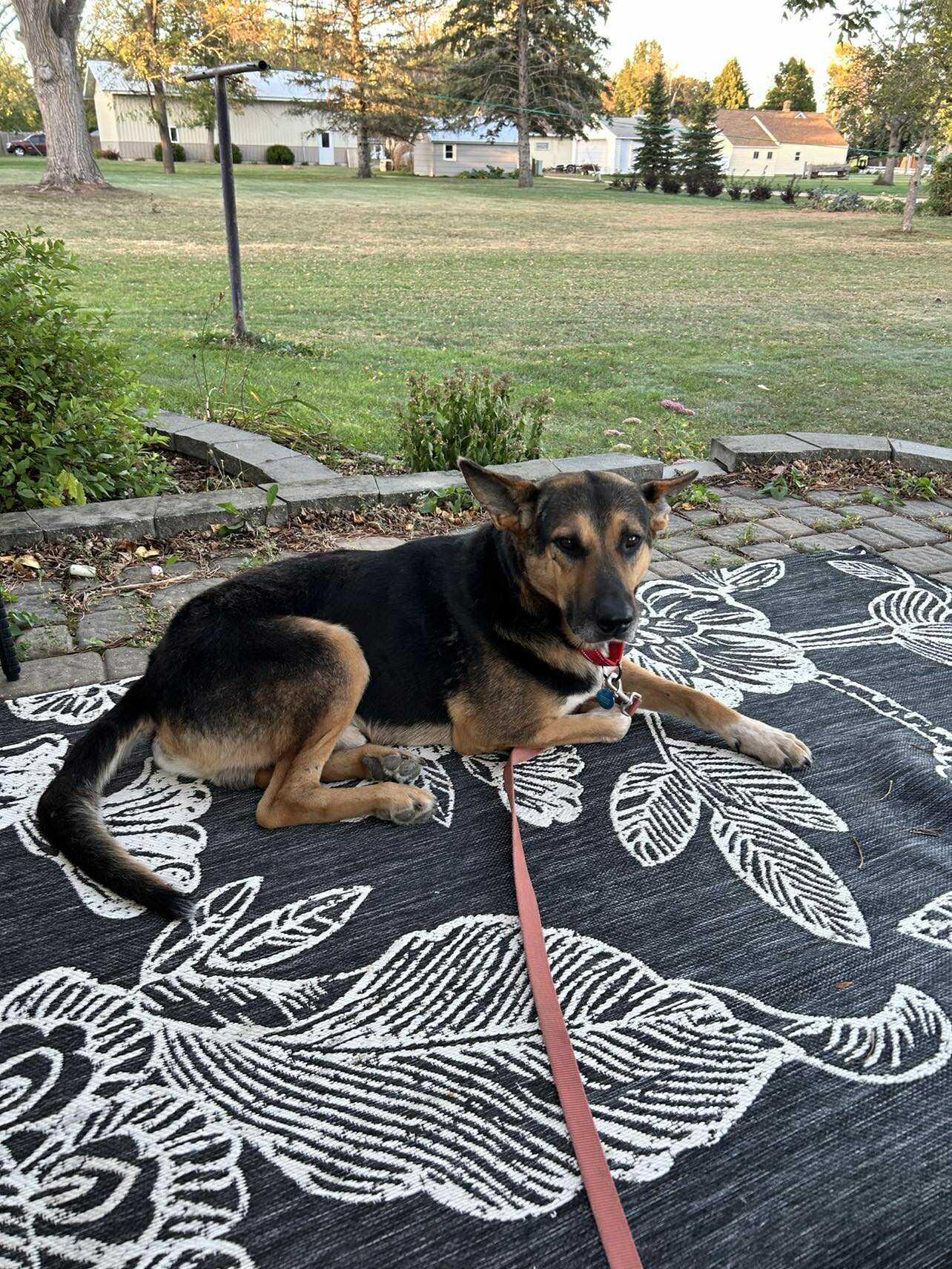 Enlarge Bruce, a Adoptable Mixed Breed in Sioux Falls, SD image 2/6