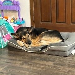 Enlarge Bruce, a Adoptable Mixed Breed in Sioux Falls, SD image 5/6