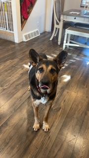 Enlarge Bruce, a Adoptable Mixed Breed in Sioux Falls, SD image 6/6