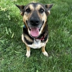 Enlarge Bruce, a Adoptable Mixed Breed in Sioux Falls, SD image 1/6