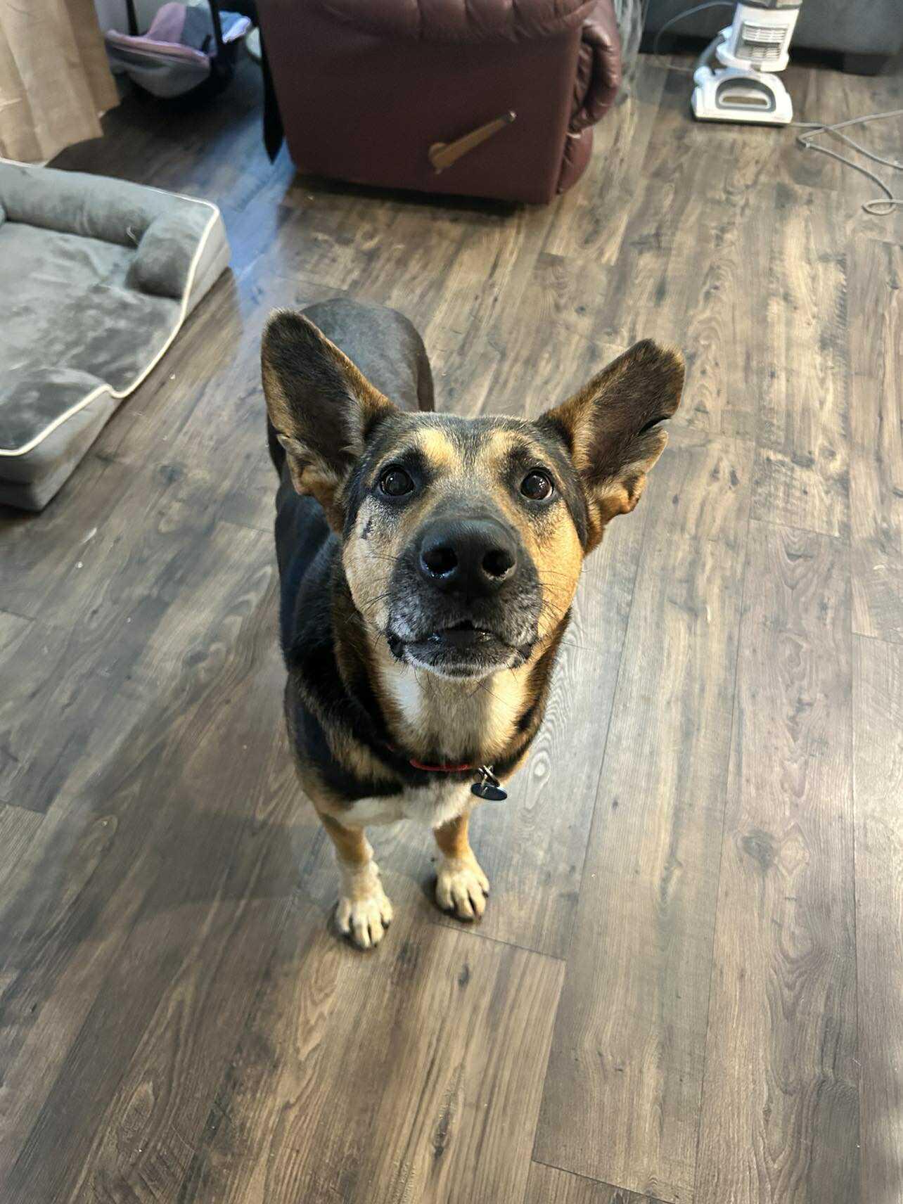 Enlarge Bruce, a Adoptable Mixed Breed in Sioux Falls, SD image 3/6