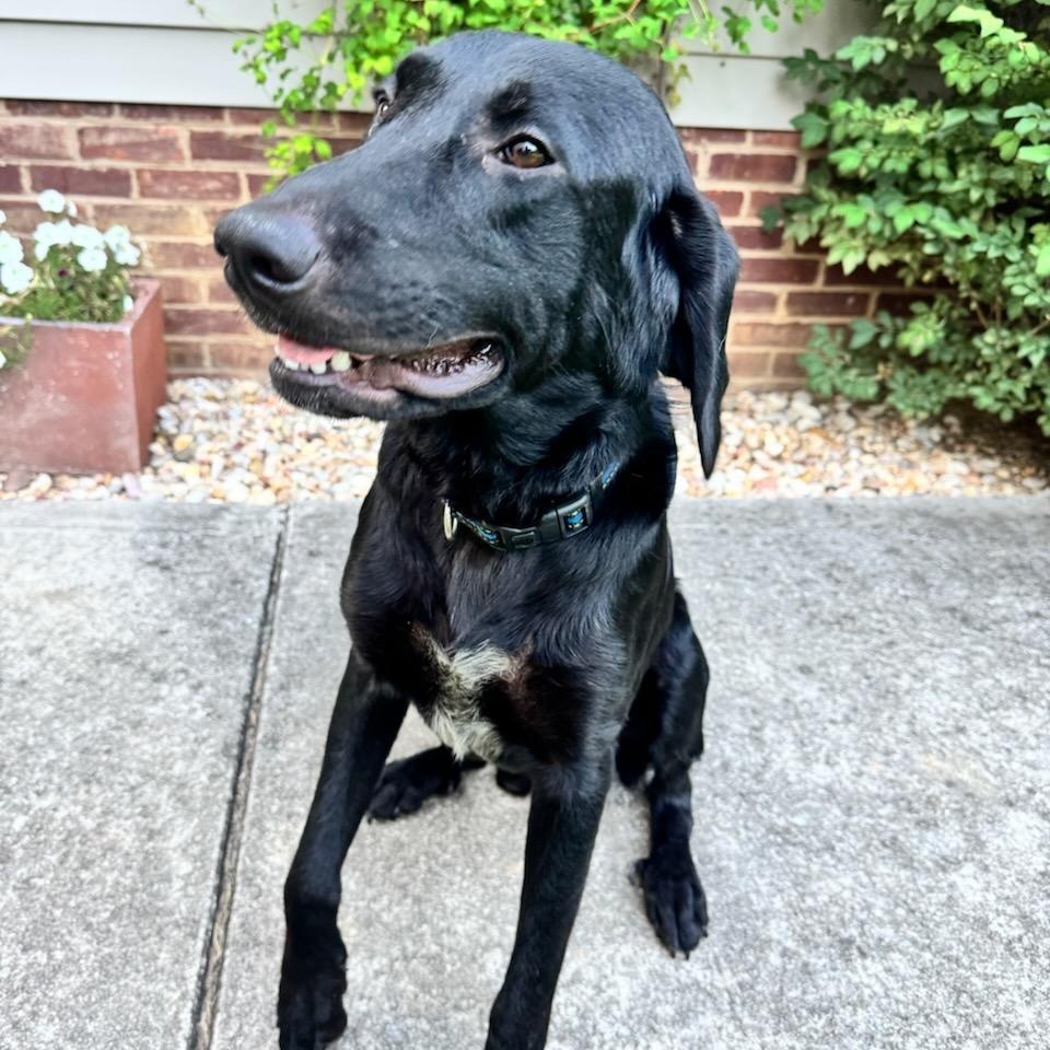 Enlarge Buddy, a Adopted Black Labrador Retriever in Maryville, TN image 1/2