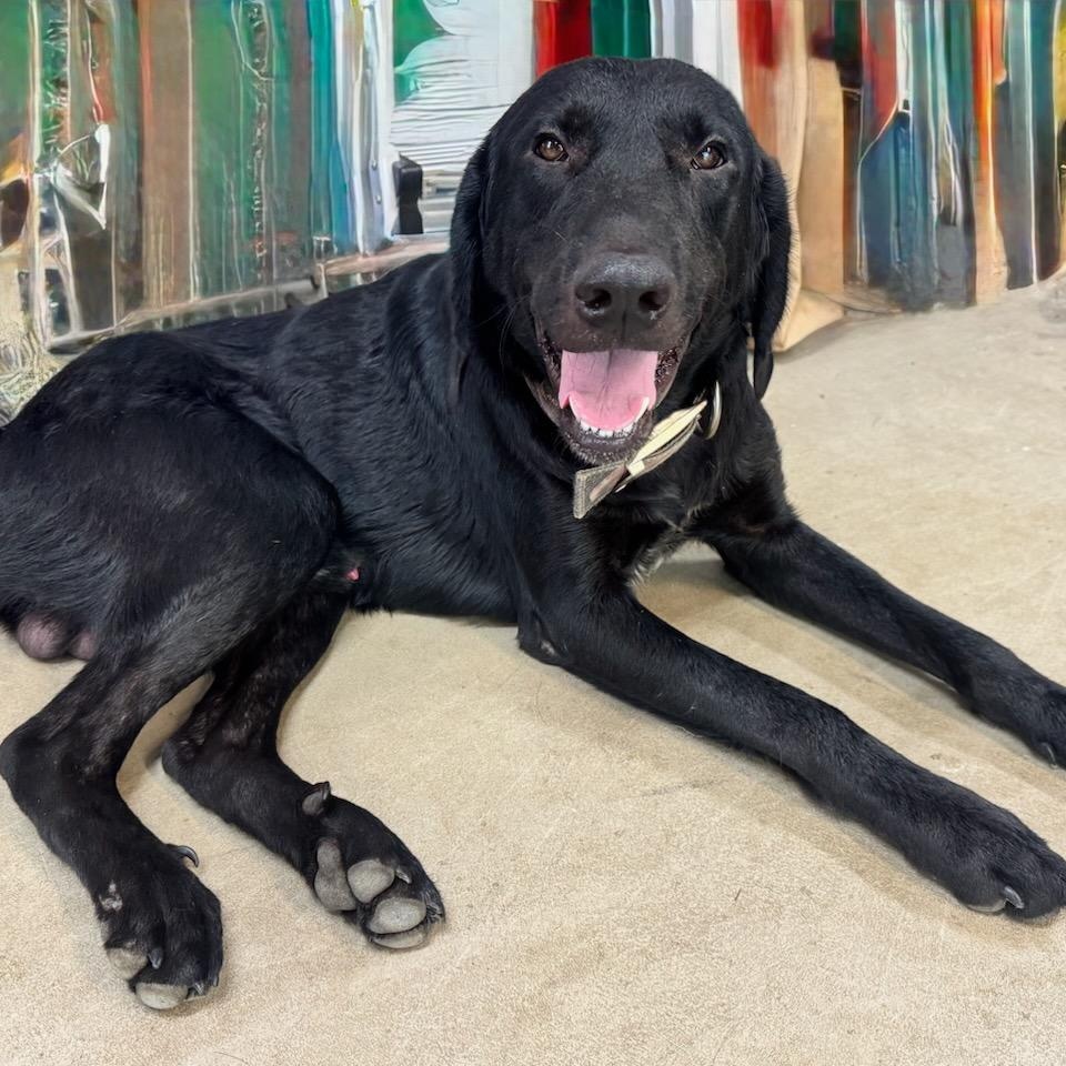 Enlarge Buddy, a Adopted Black Labrador Retriever in Maryville, TN image 2/2
