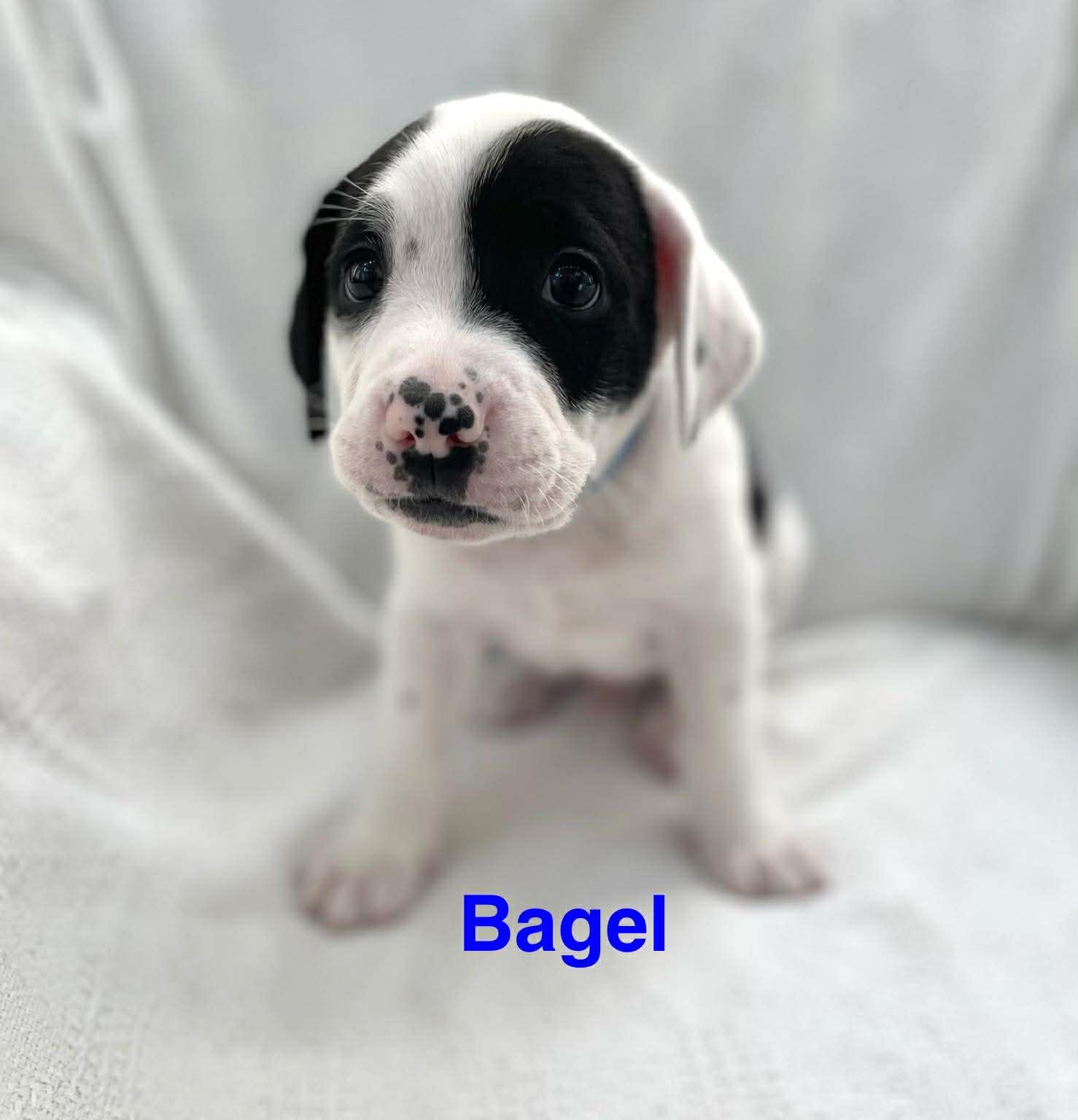 Enlarge BAGEL, a Adoptable mixed breed in Madisonville, LA image 2/3