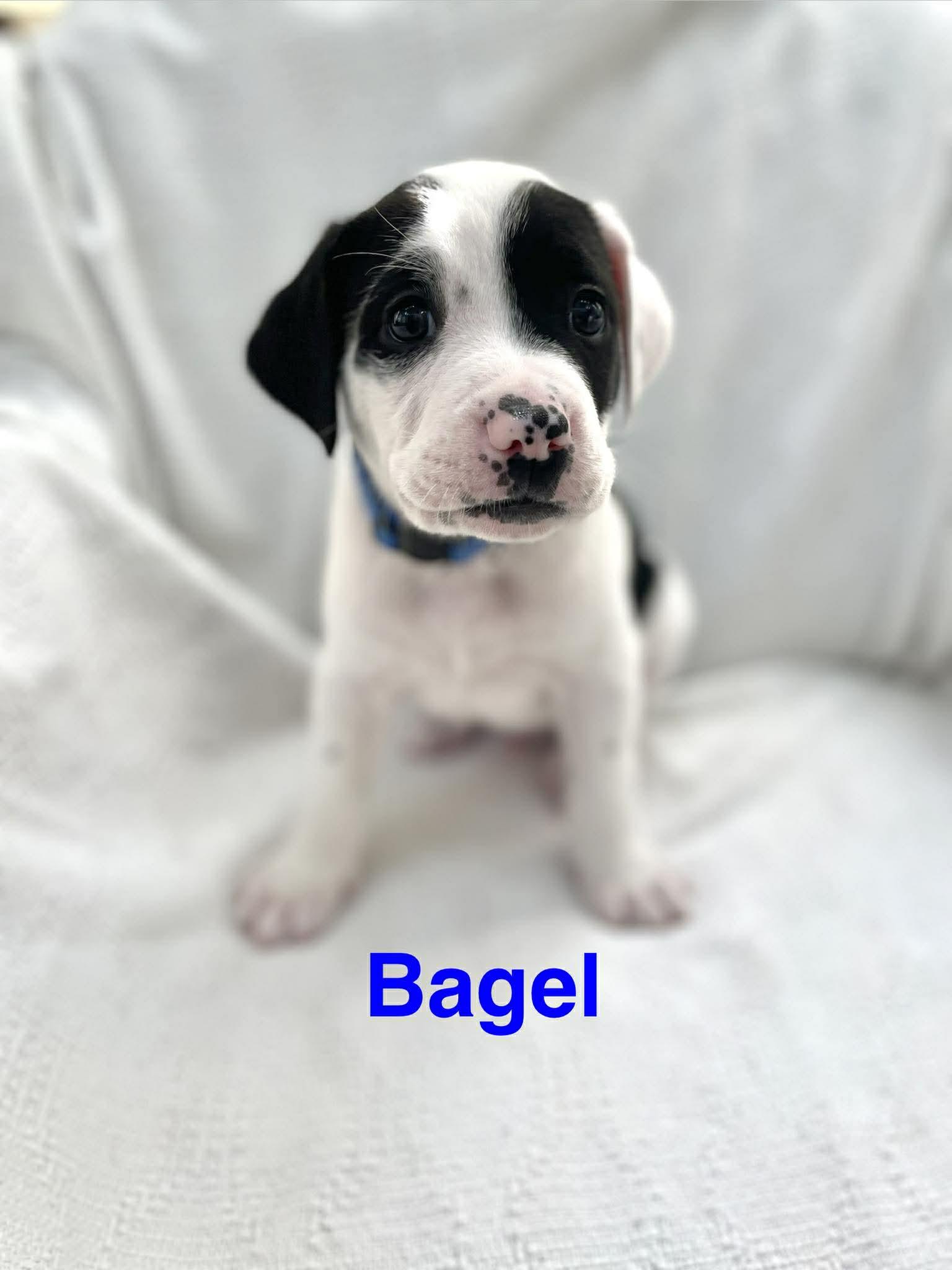 BAGEL, Adoptable, Puppy Male Jack Russell Terrier & Great Dane.