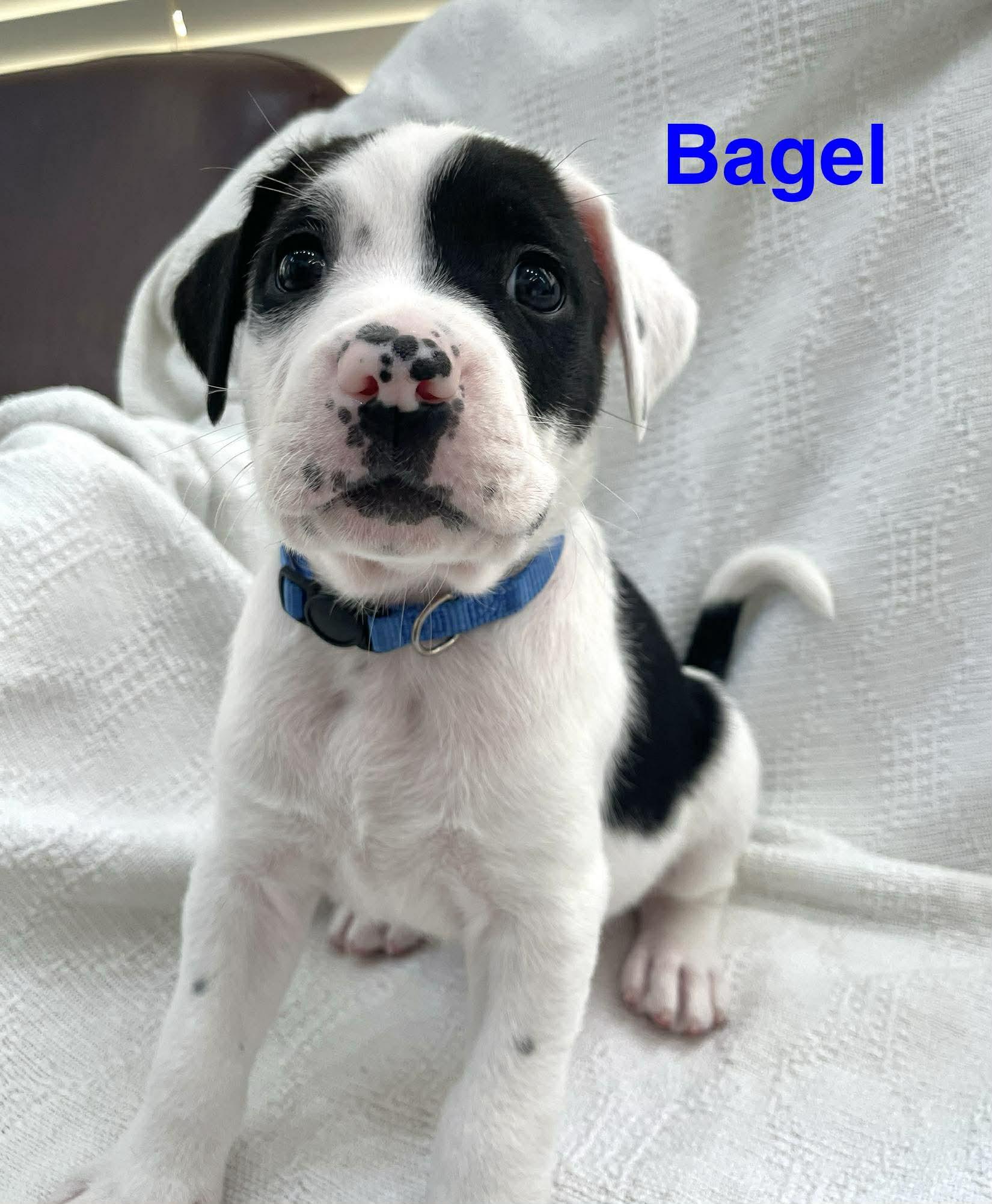 Enlarge BAGEL, a Adoptable mixed breed in Madisonville, LA image 3/3