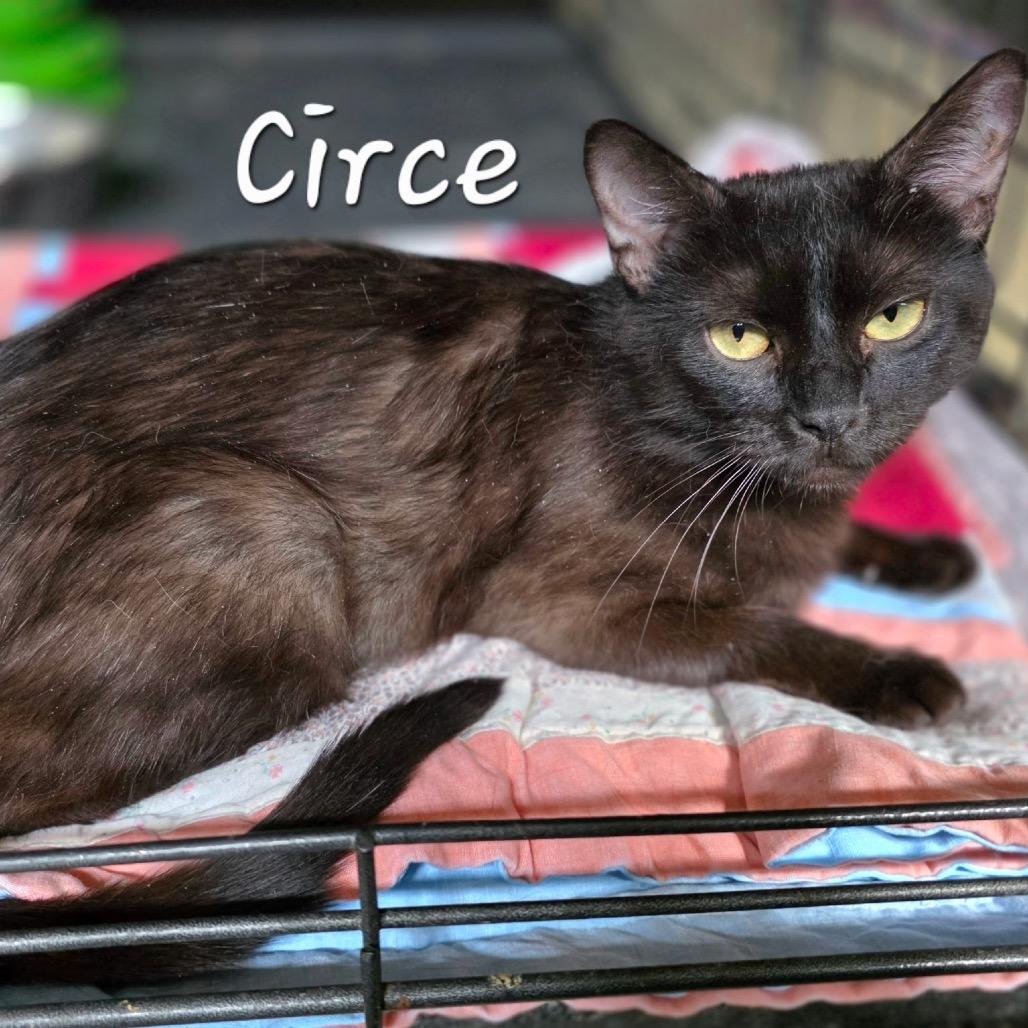 Circe, Adoptable, Adult Female Domestic Short Hair.